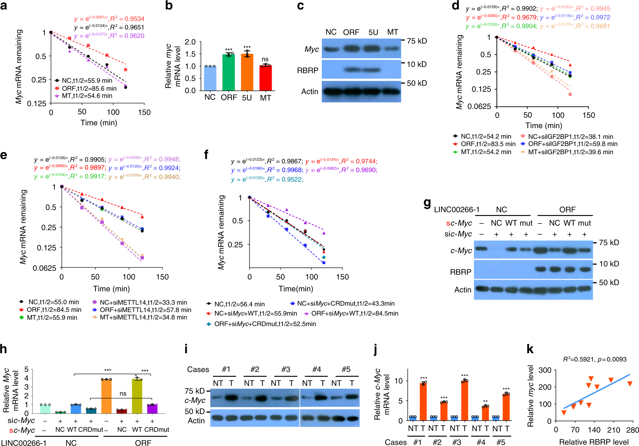 Fig. 6: RBRP increases the stability and expression of c-Myc mRNA by regulating the m6A recognition by IGF2BP1 on c-Myc CRD mRNA.