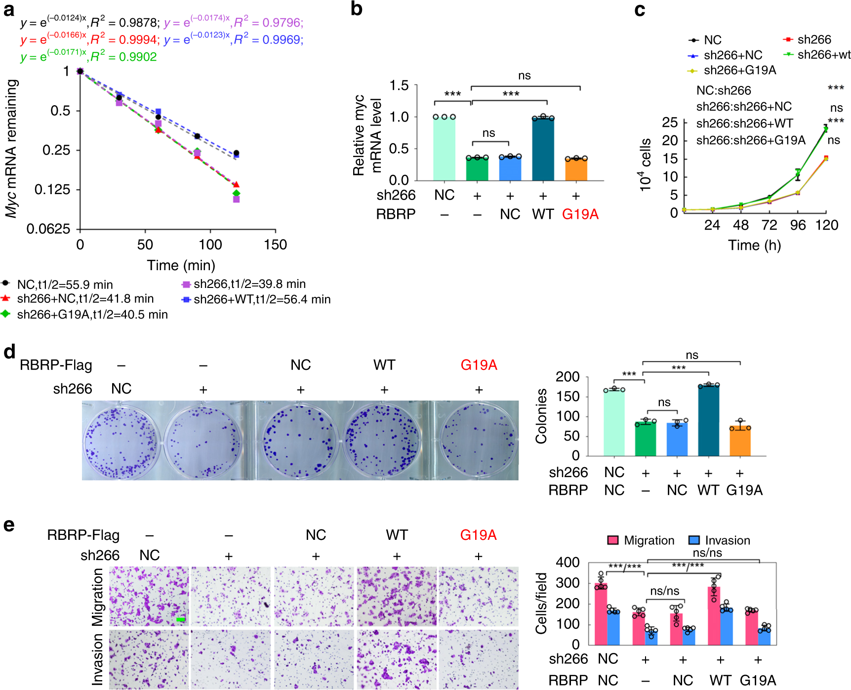 Fig. 7: RBRP regulates c-Myc mRNA stability and tumorigenesis by binding to IGF2BP1.