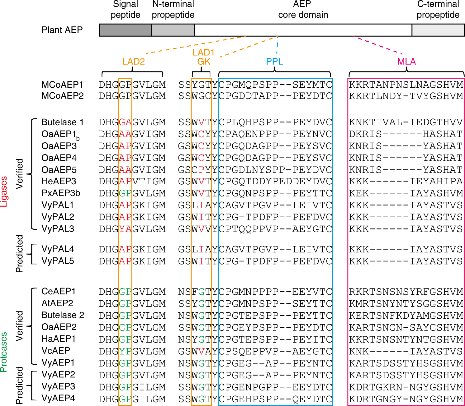 Fig. 6: Sequence alignment of AEPs. Proposed ligase-activity determinant (LAD) residues are boxed in orange.