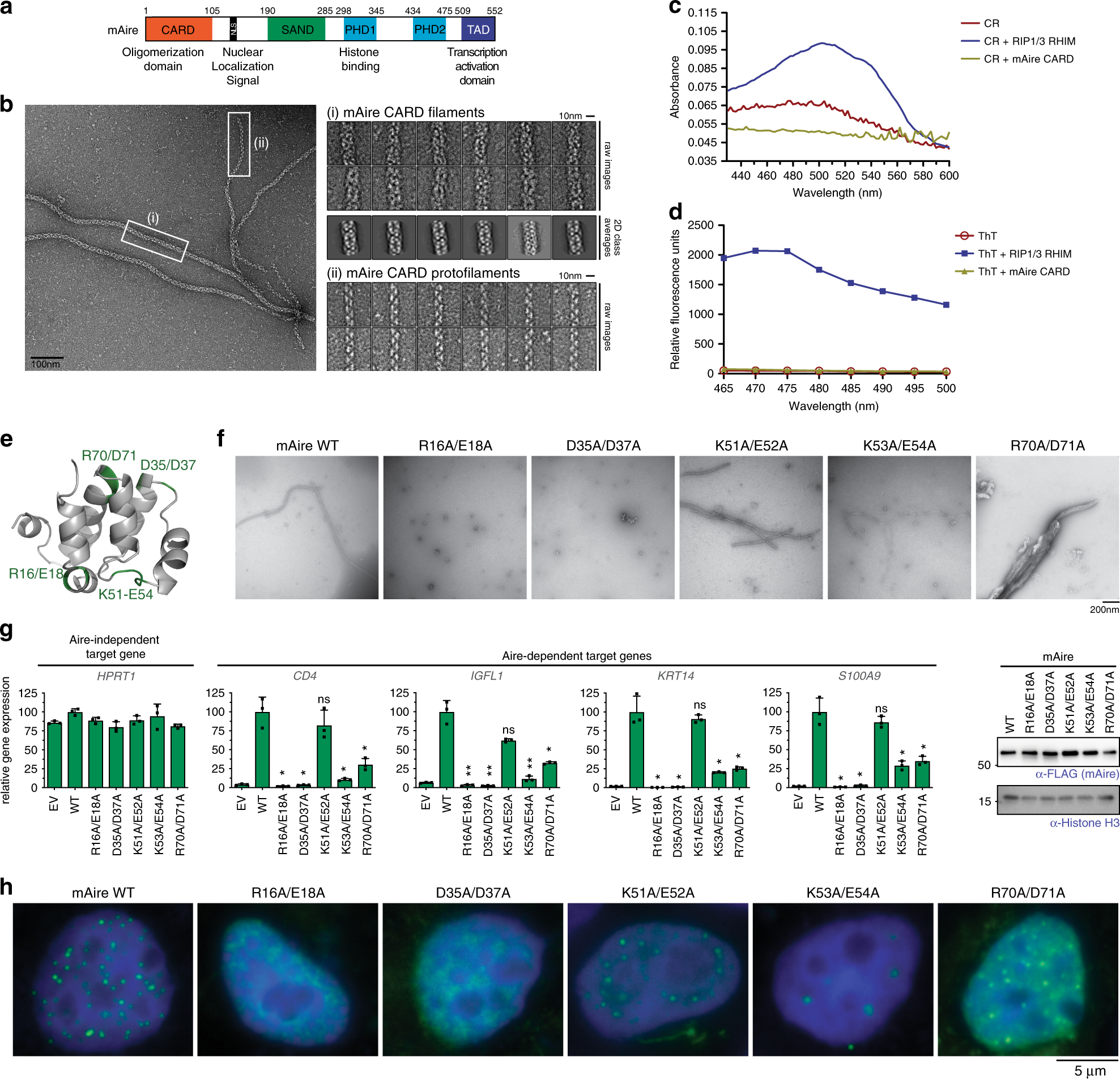 Dual Functions Of Aire Card Multimerization In The Transcriptional Regulation Of T Cell Tolerance Nature Communications