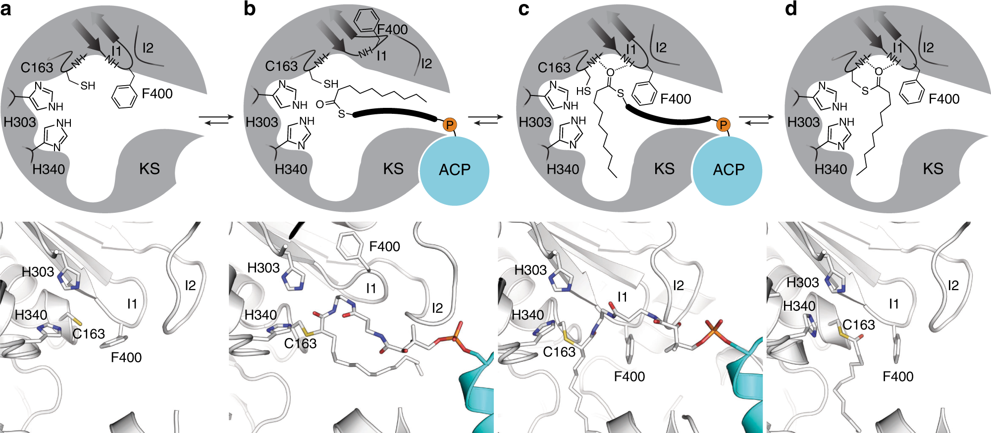 Fig. 10: Proposed gating mechanism of elongating ketosynthases.