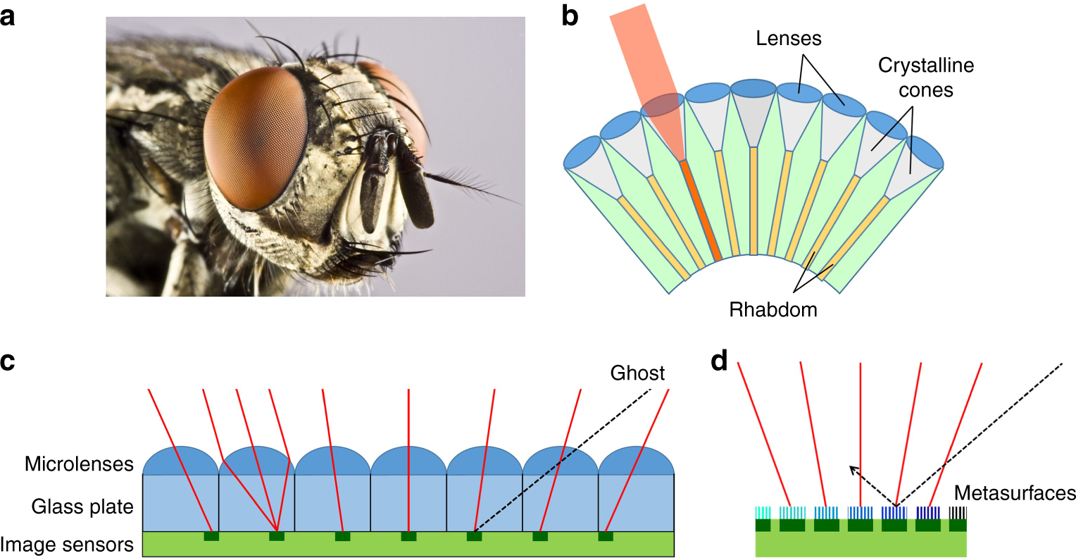фасеточные глаза насекомых. фасеточные глаза у членистоногих. органы осязания у насекомых. строение фасеточного глаза насекомого. строение сложного фасеточного глаза.