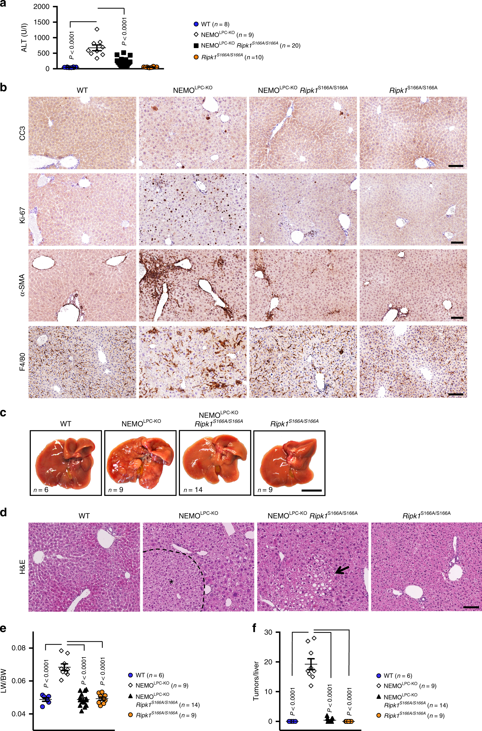 Fig. 4: S166 phosphorylation is essential for RIPK1-dependent hepatitis and liver tumorigenesis in NEMOLPC-KO mice.
