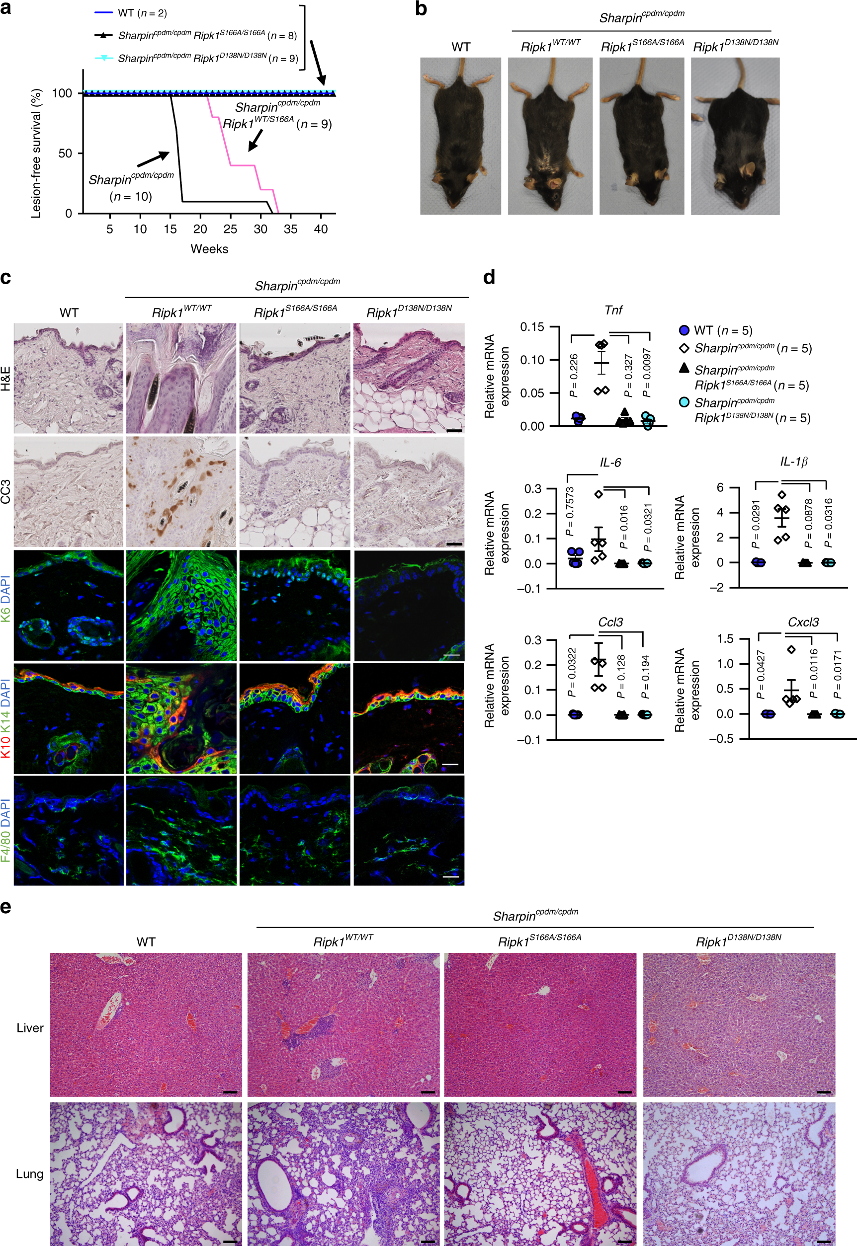 Fig. 5: S166 phosphorylation is essential for RIPK1-dependent skin inflammation in Sharpincpdm/cpdm mice.