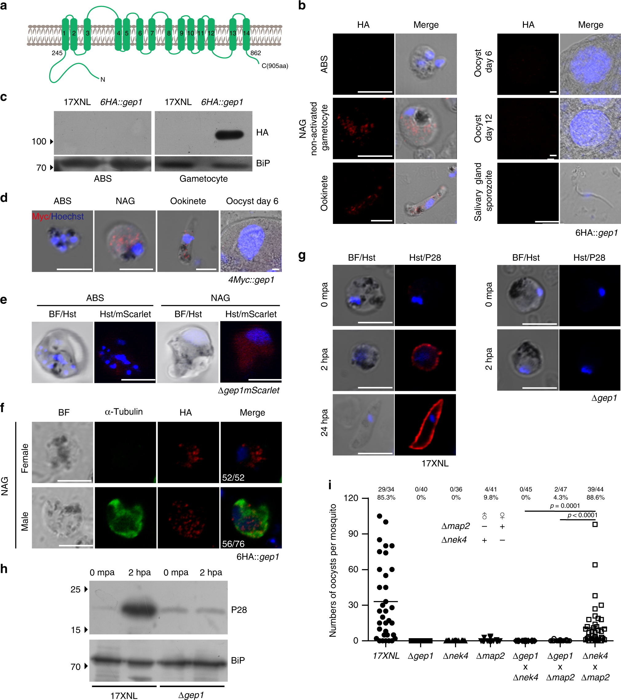 Fig. 2: GEP1 is essential for gametogenesis of both sexes.