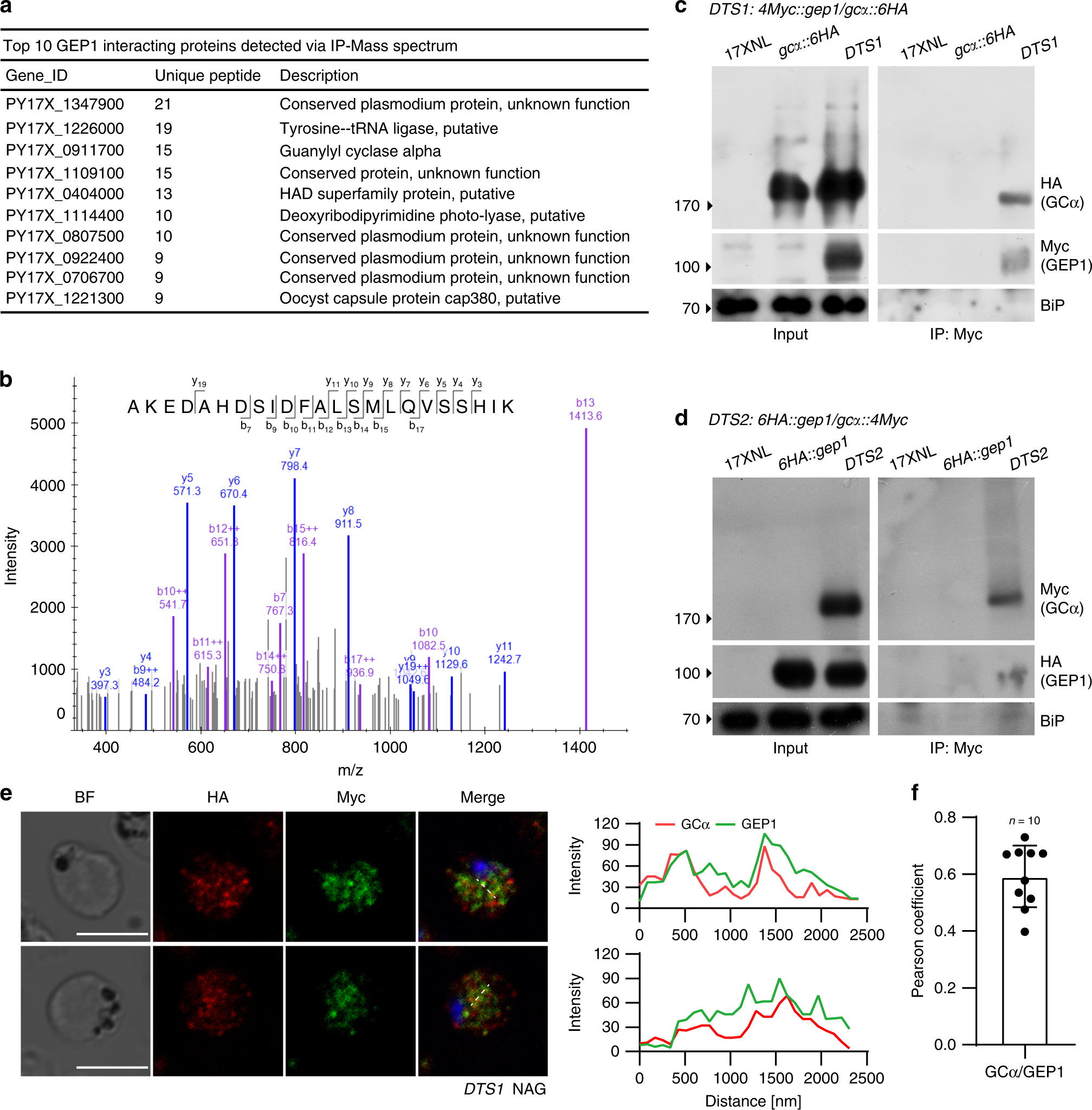 Fig. 5: GEP1 interacts with GCα in gametocytes.