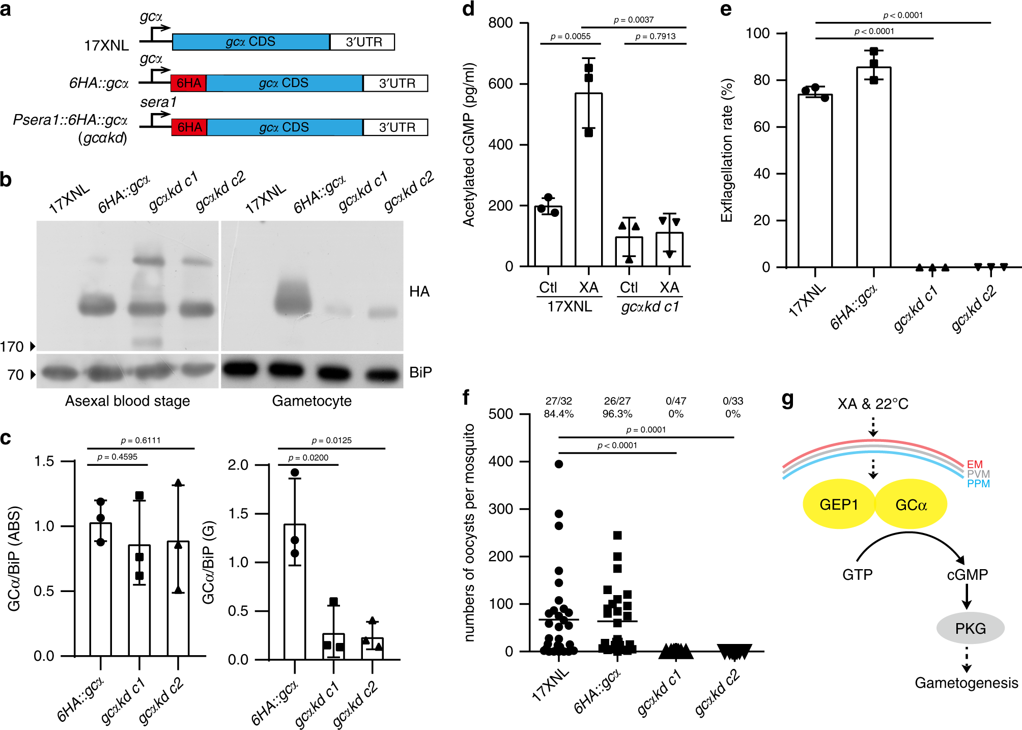 Fig. 6: GCα knockdown in gametocytes results in gametogenesis defect.