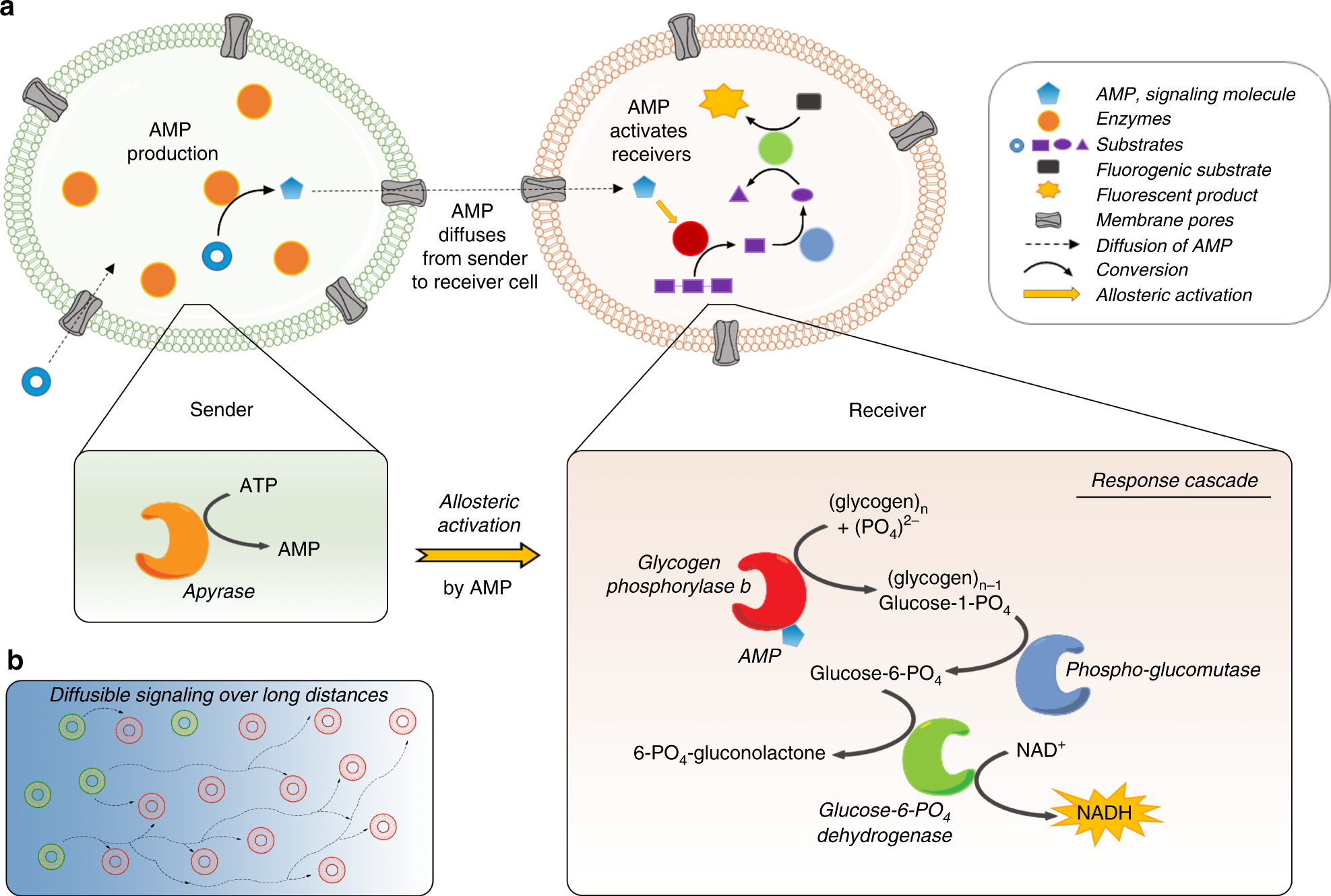 Intercellular communication between artificial cells by allosteric  amplification of a molecular signal | Nature Communications, image size:1975x1330