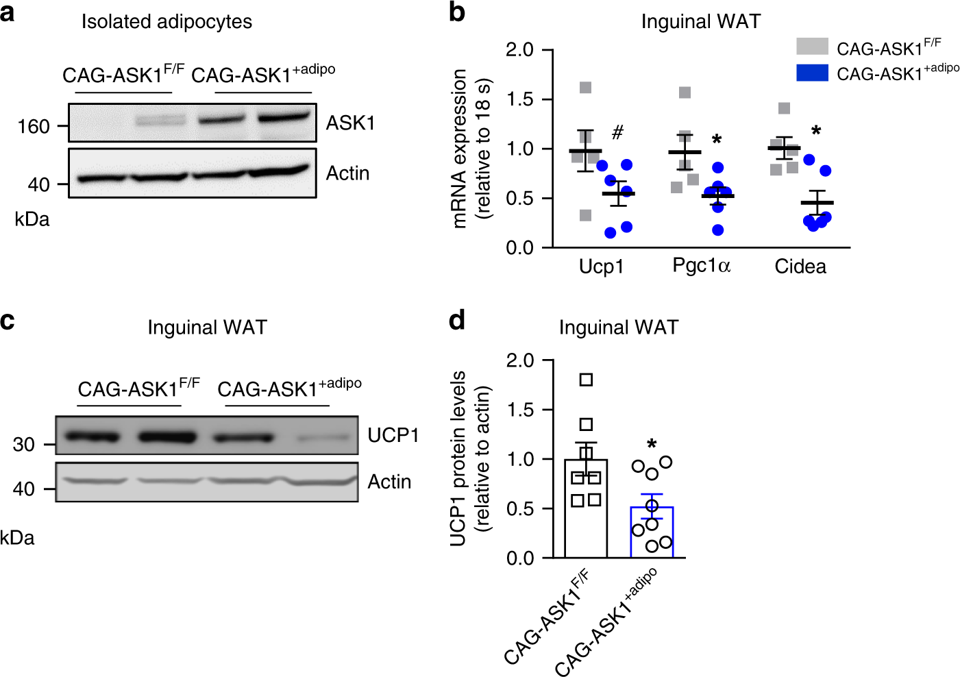Fig. 5: Adipocyte-specific ASK1 overexpression decreases adipose tissue browning.