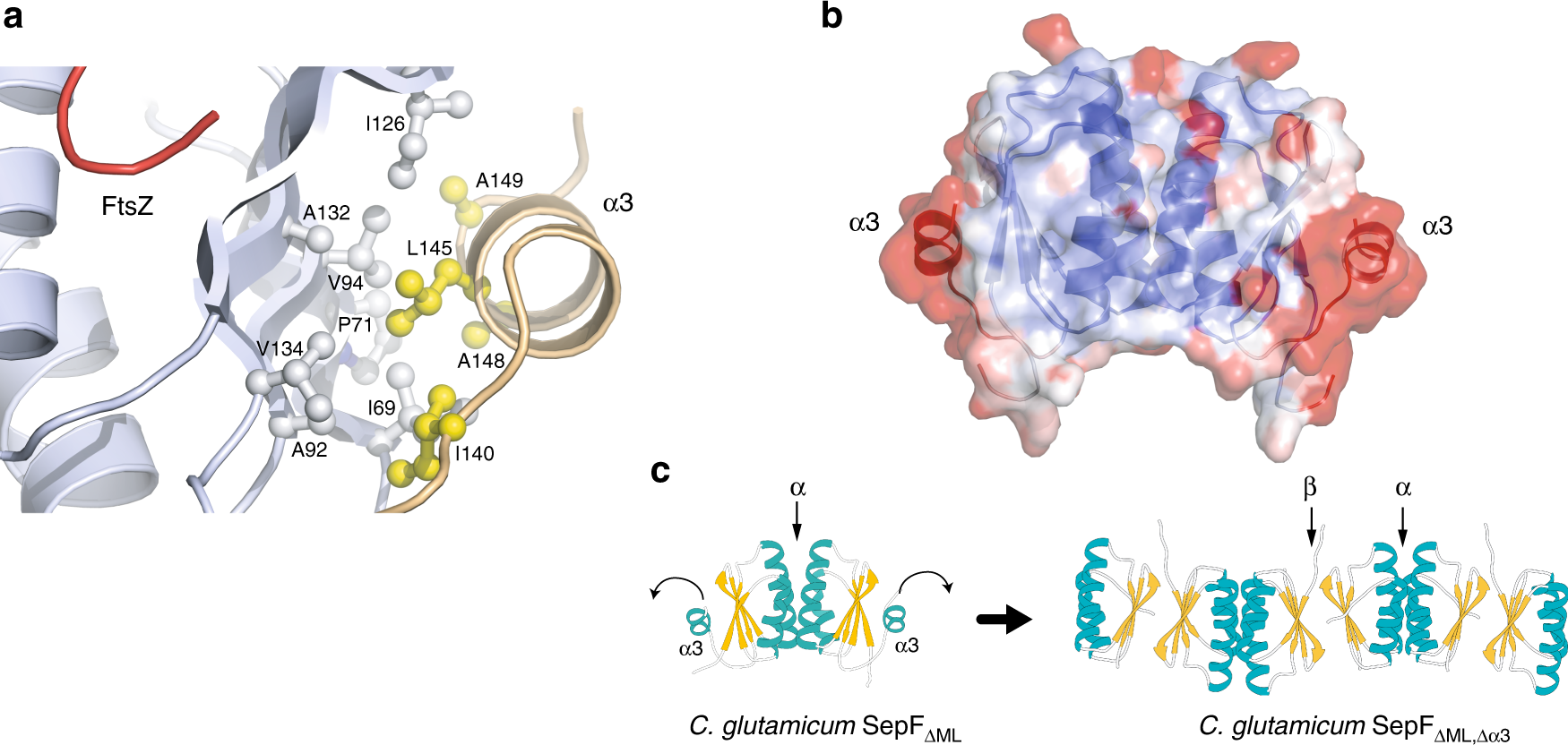 Fig. 4: Putative regulatory role of helix α3.
