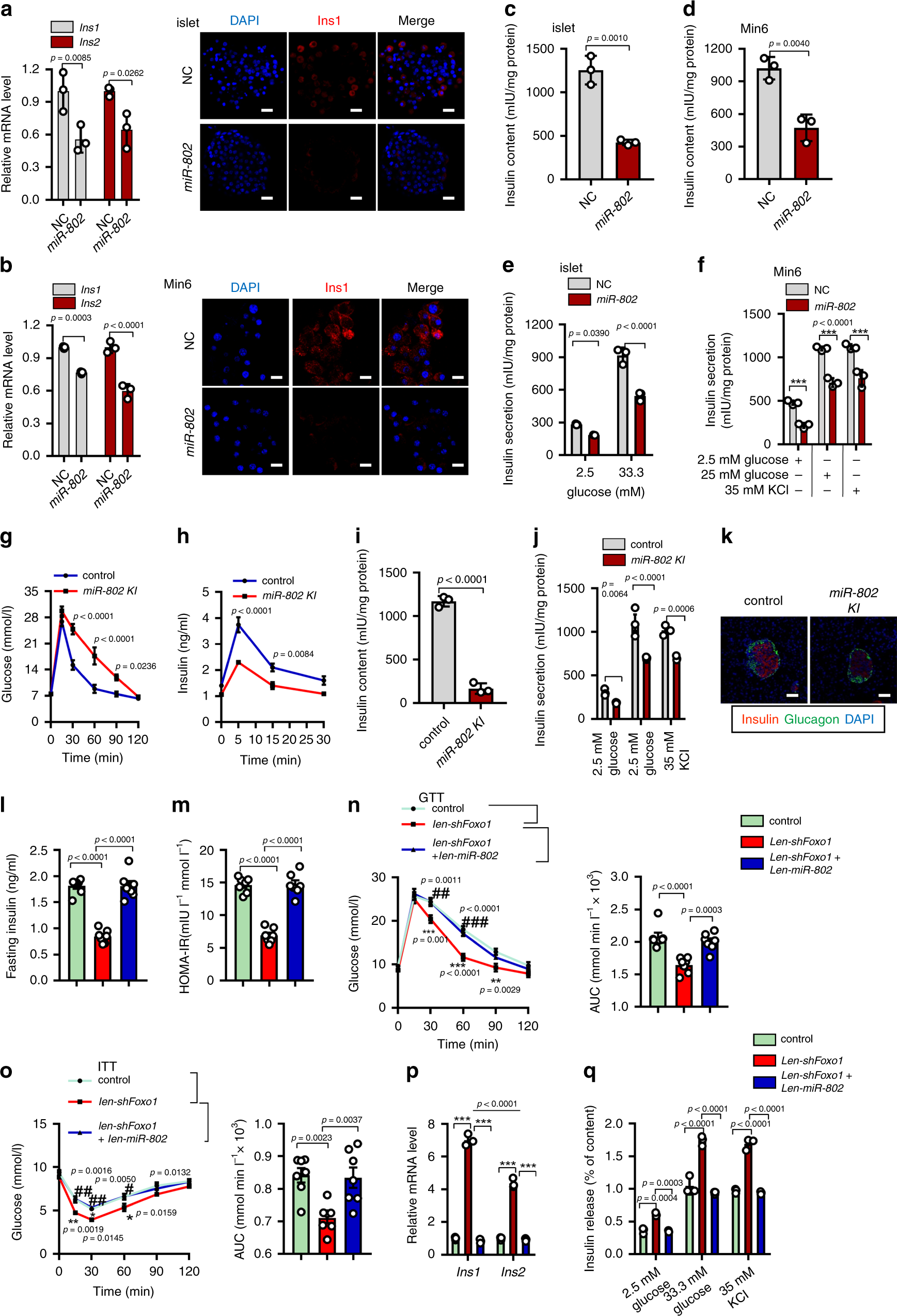 Fig. 3: Overexpression of miR-802 impairs β cell function.