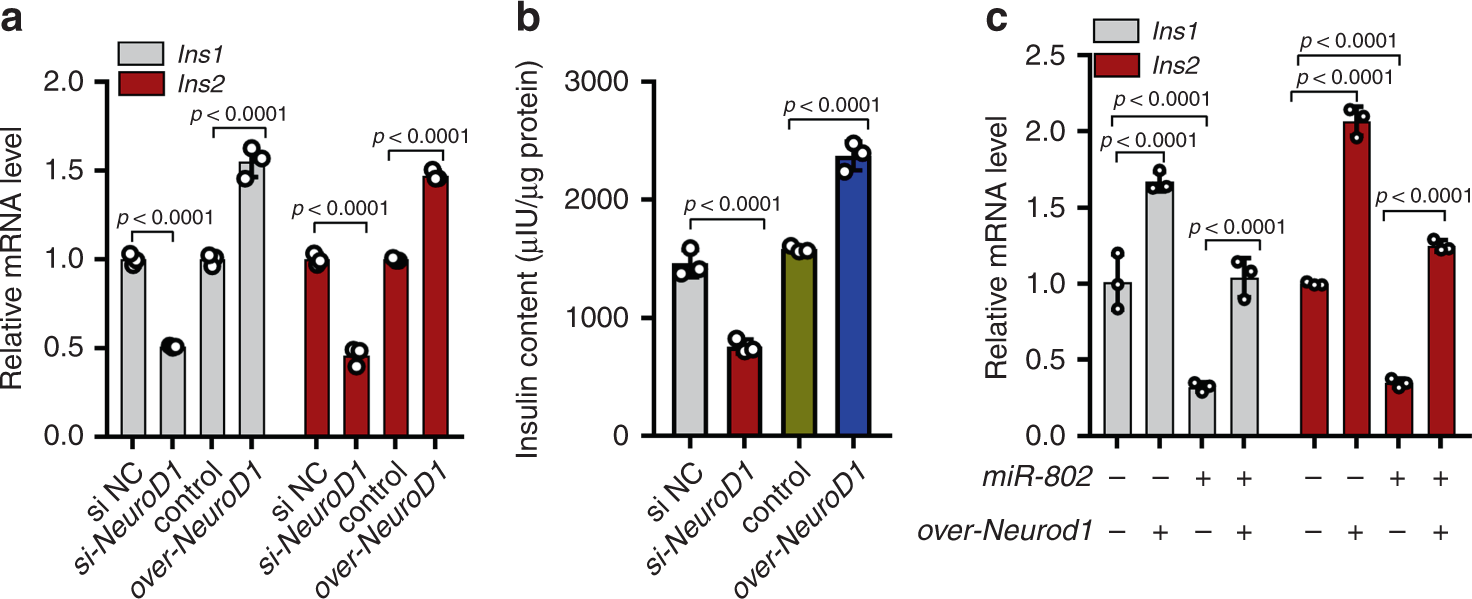 Fig. 7: miR-802 affects insulin transcription by targeting NeuroD1.