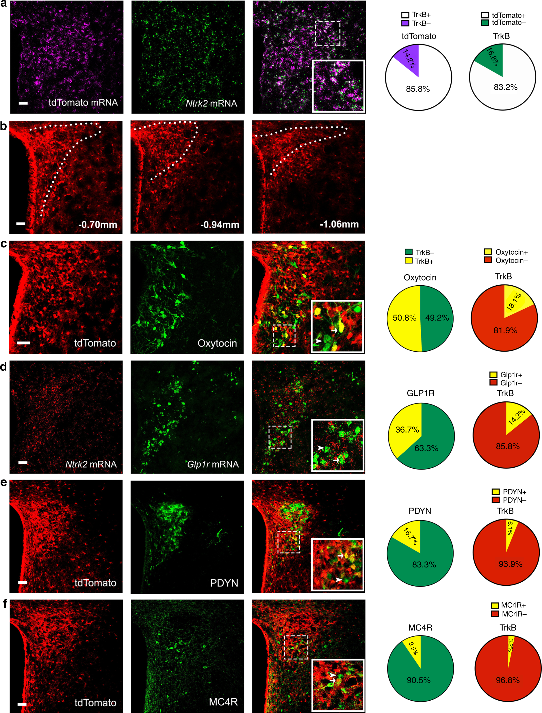 TrkB-expressing paraventricular hypothalamic neurons suppress