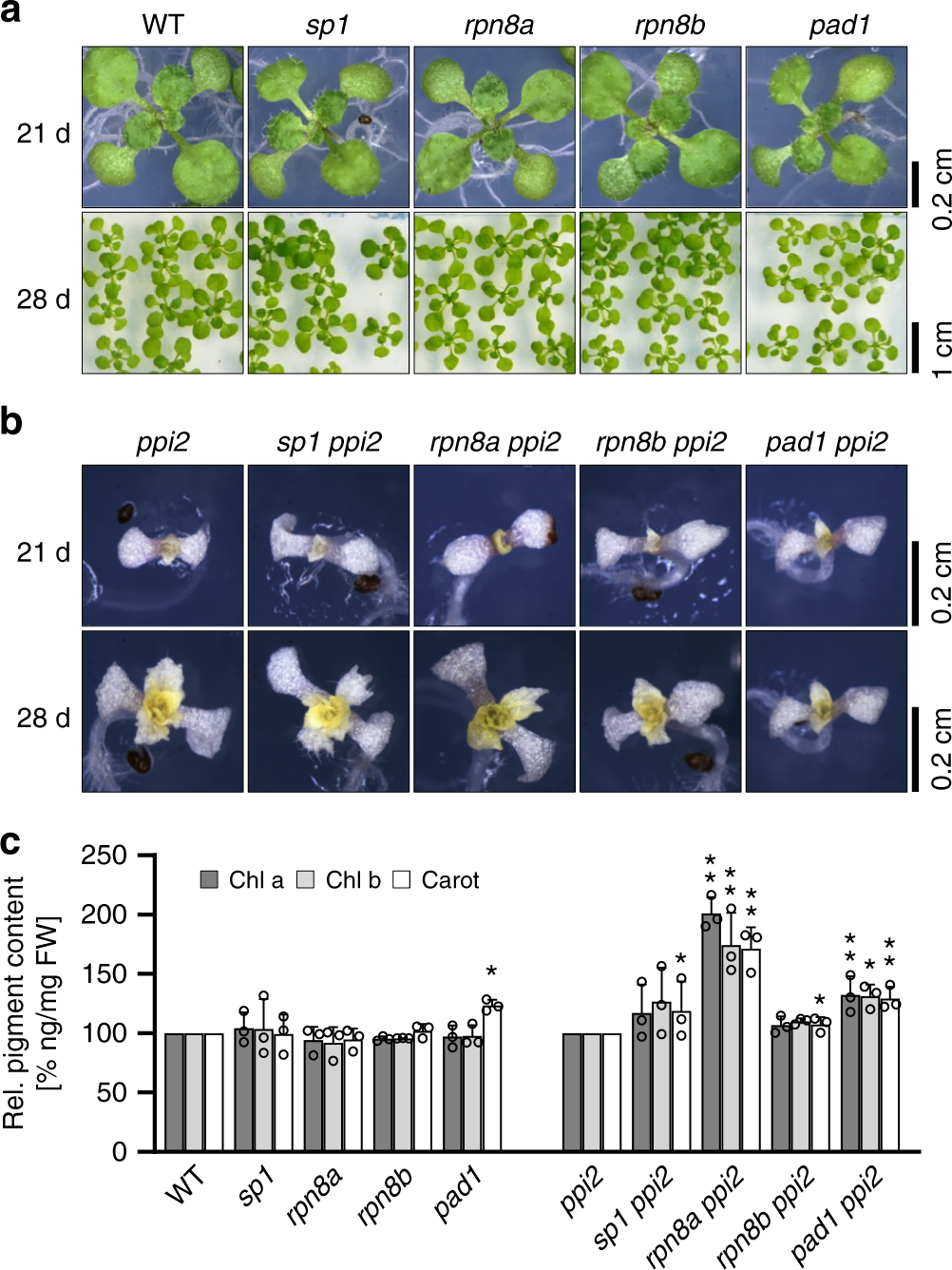 Fig. 1: Characterization of plant growth for the indicated lines.