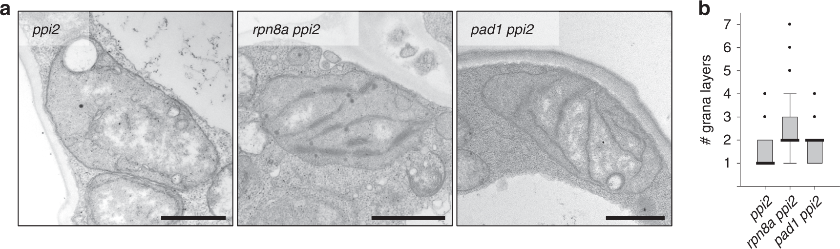 Fig. 2: Characterization of plastid ultrastructure by transmission electron microscopy (TEM).