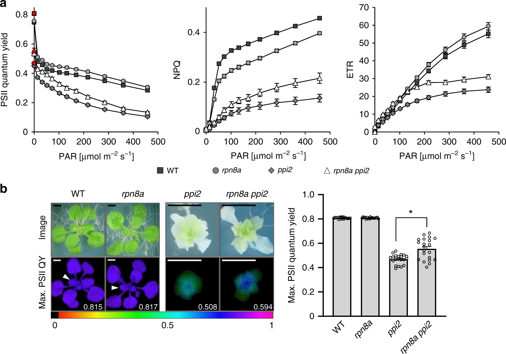 Fig. 3: Photosynthetic performance determined by chlorophyll fluorescence measurements.