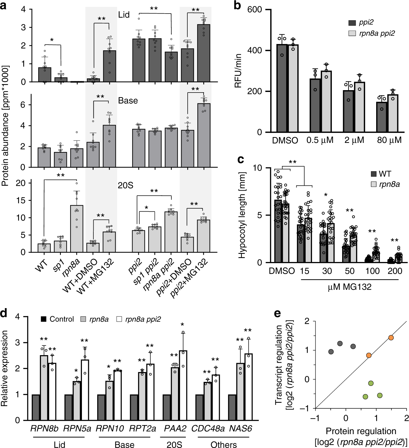 Fig. 6: Characterization of proteasome accumulation and activity.