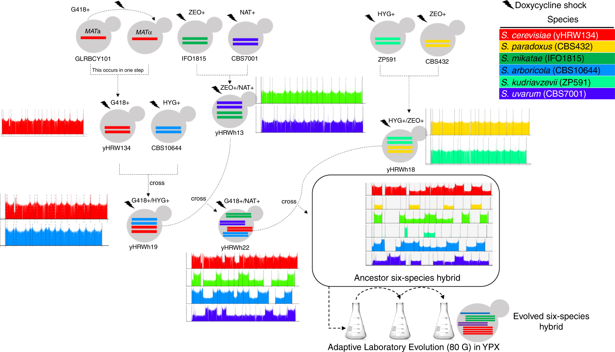 Synthetic hybrids of six yeast species | Nature Communications