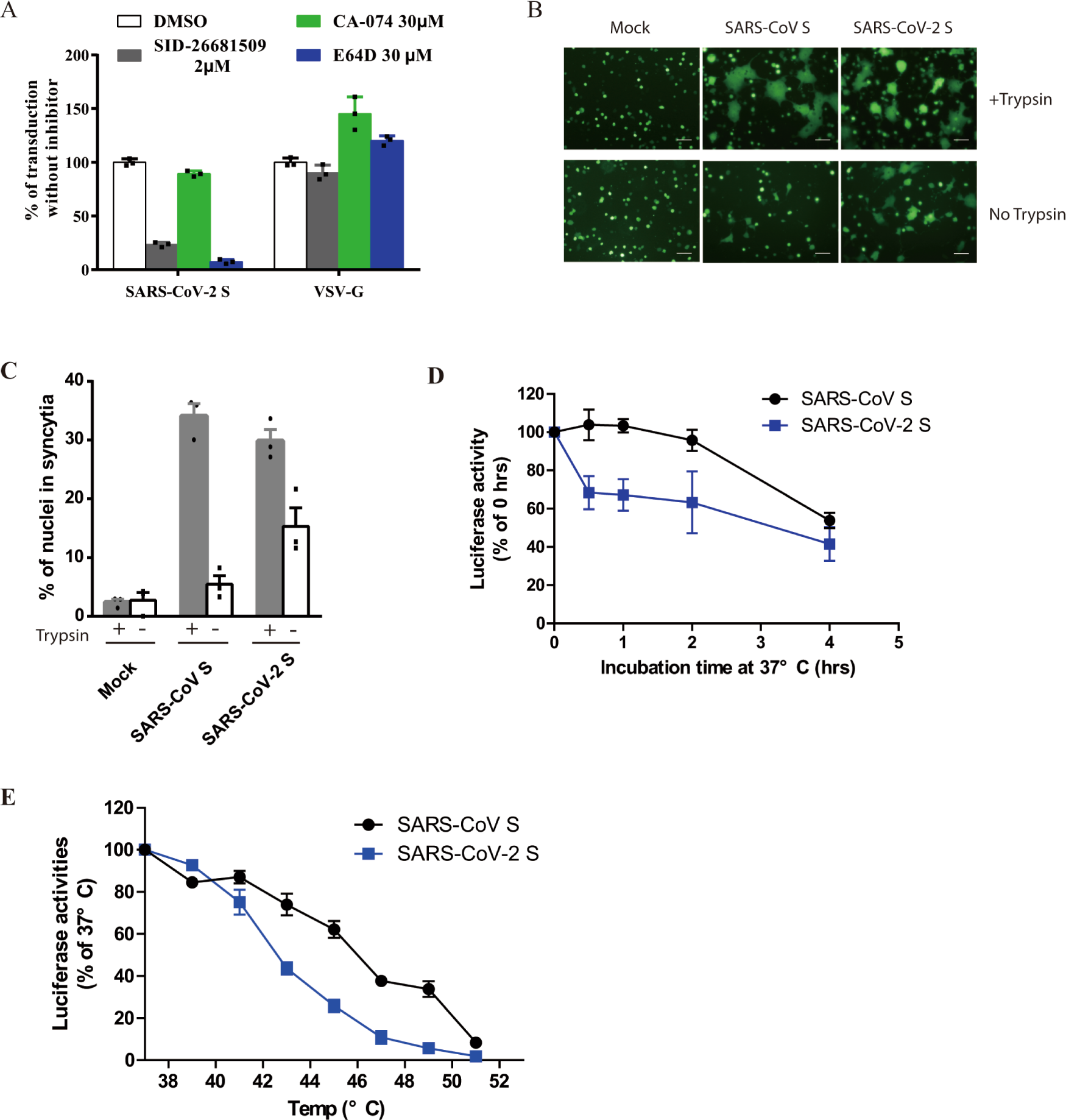 Fig. 4: Activation of SARS-CoV-2 S protein by cathepsin and trypsin.