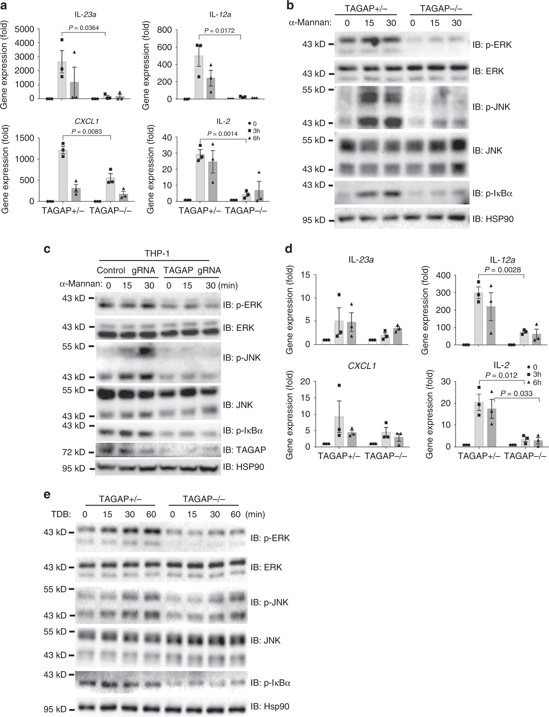 Fig. 2: TAGAP is required for Dectin-2/3 and mincle ligands-induced signaling activation.