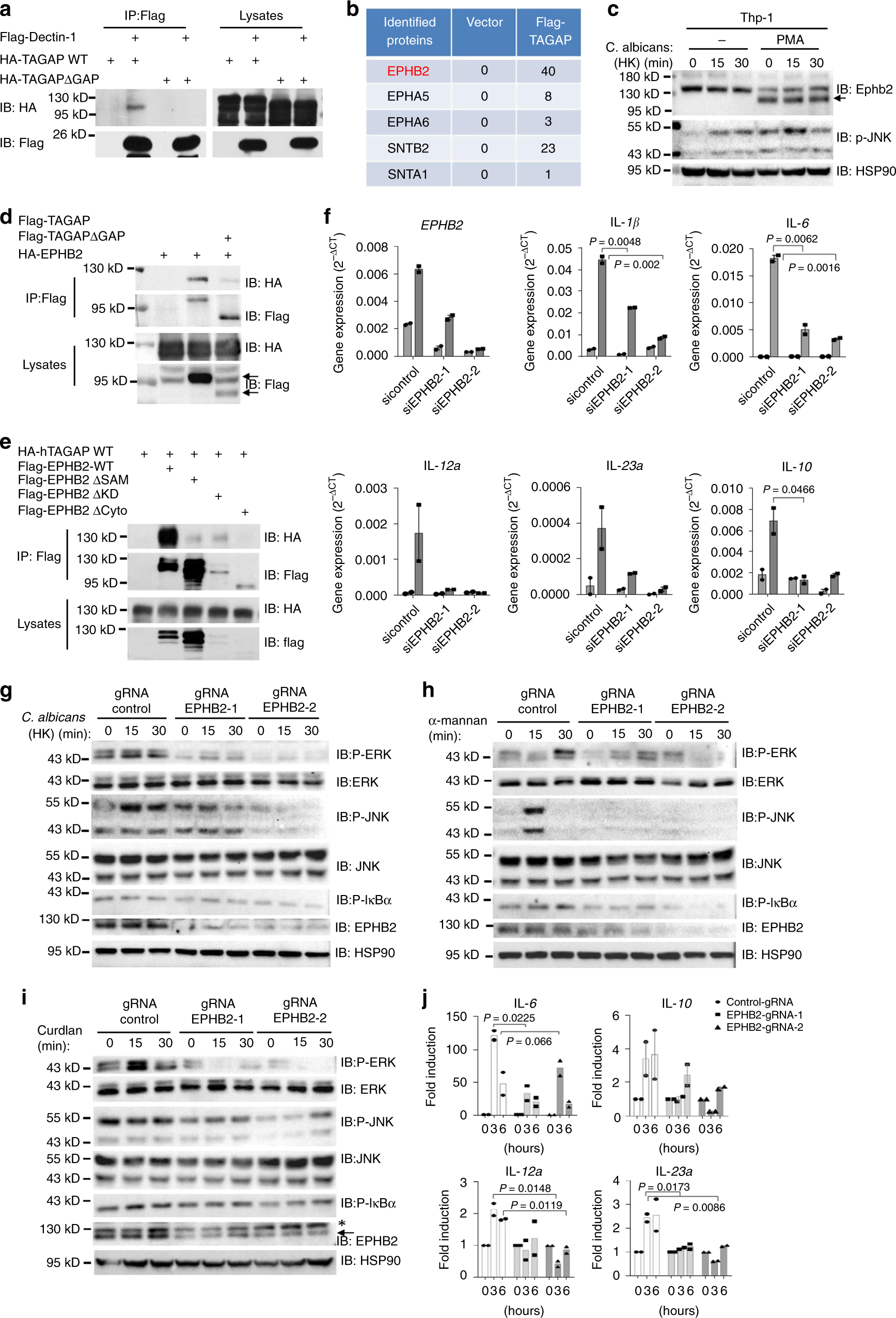 Fig. 3: TAGAP-binding partner EPHB2 is important for antifungal signaling activation.