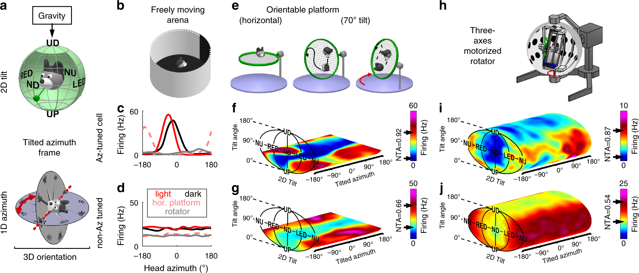 A gravity-based three-dimensional compass in the mouse brain | Nature  Communications