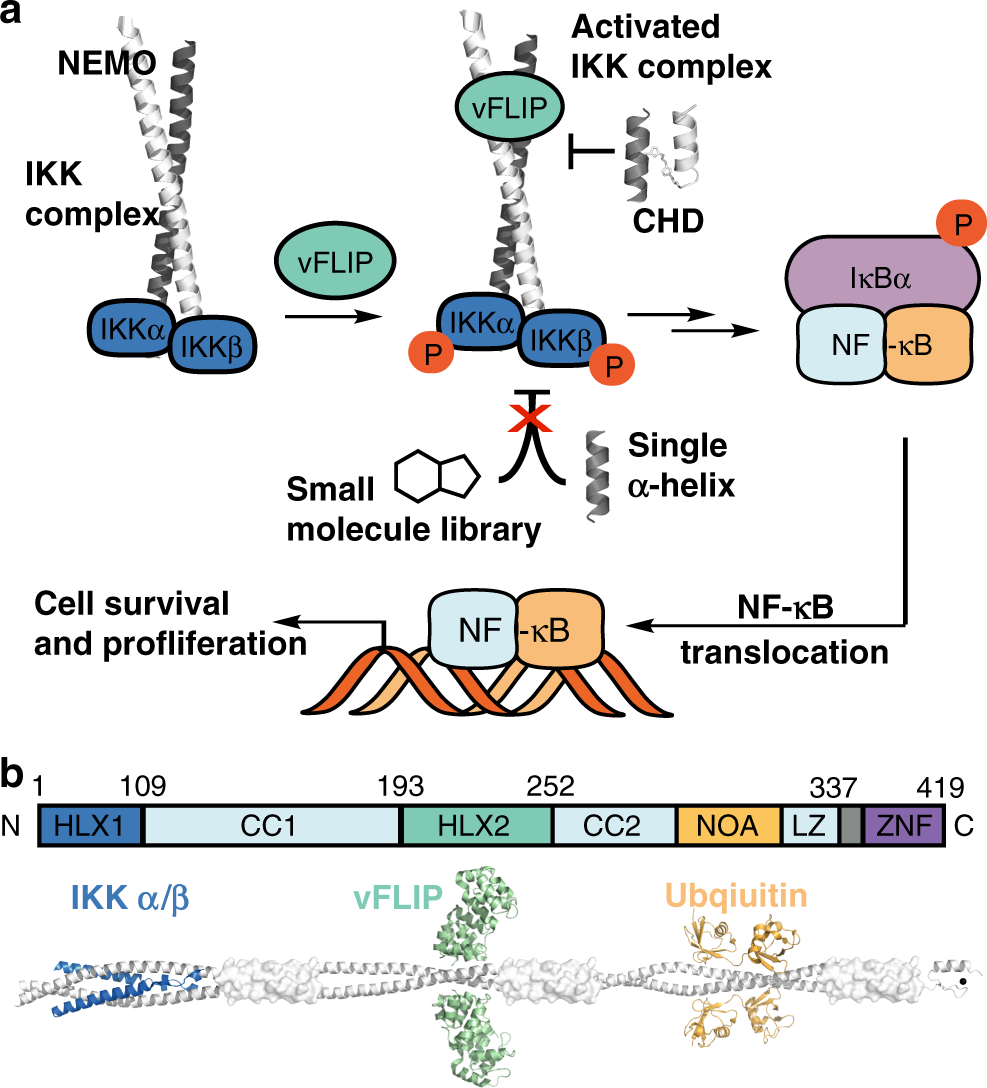 Verstrooien Gespecificeerd Vertrek Modulation of virus-induced NF-κB signaling by NEMO coiled coil mimics |  Nature Communications