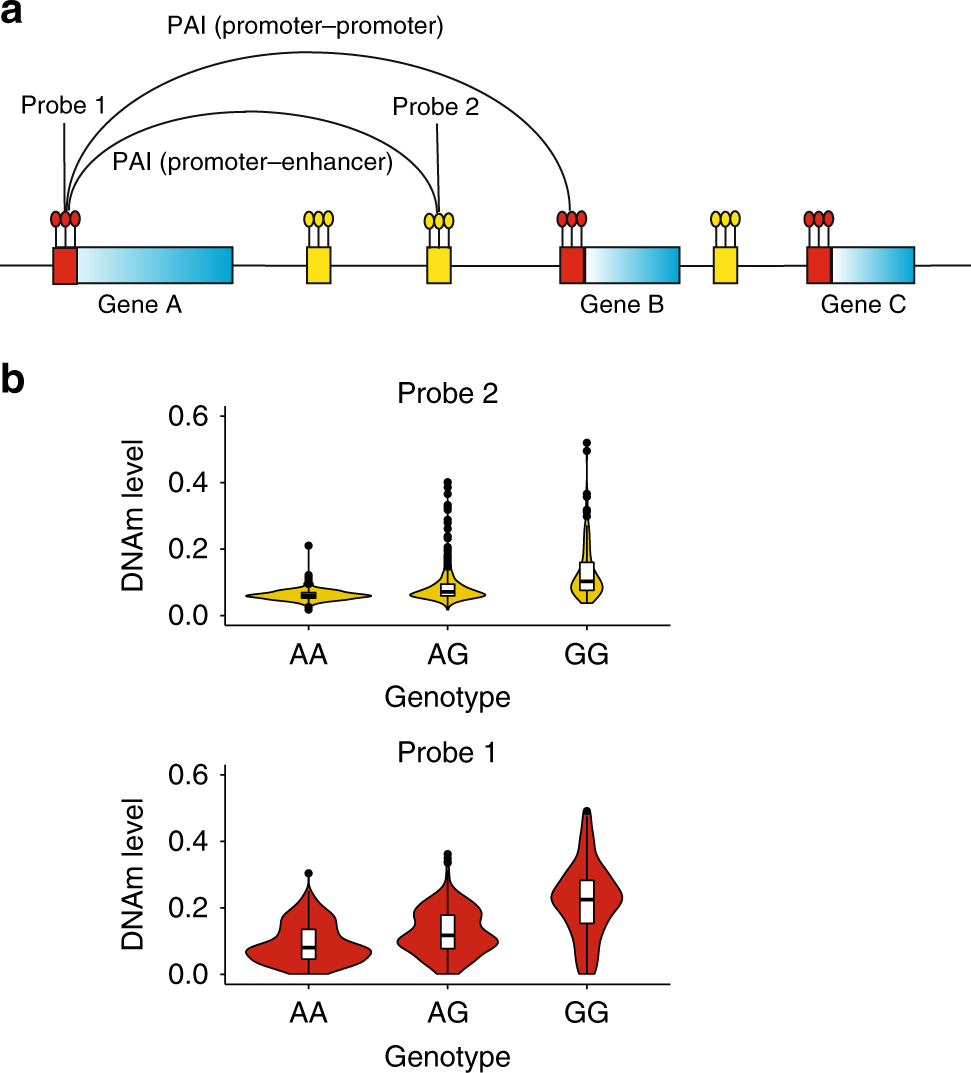 Promoter Anchored Chromatin Interactions Predicted From Genetic