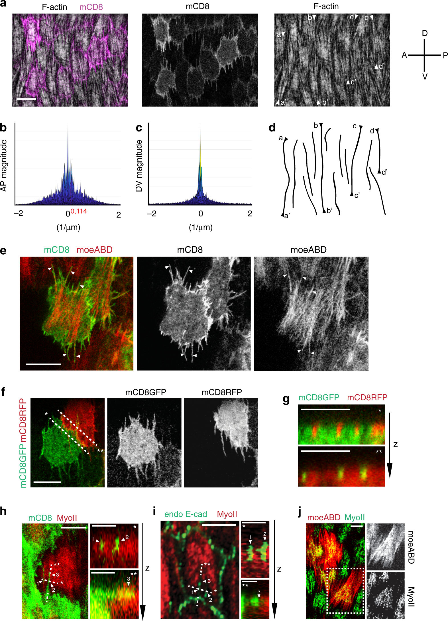 A Cdc42 Mediated Supracellular Network Drives Polarized Forces And Drosophila Egg Chamber Extension Nature Communications
