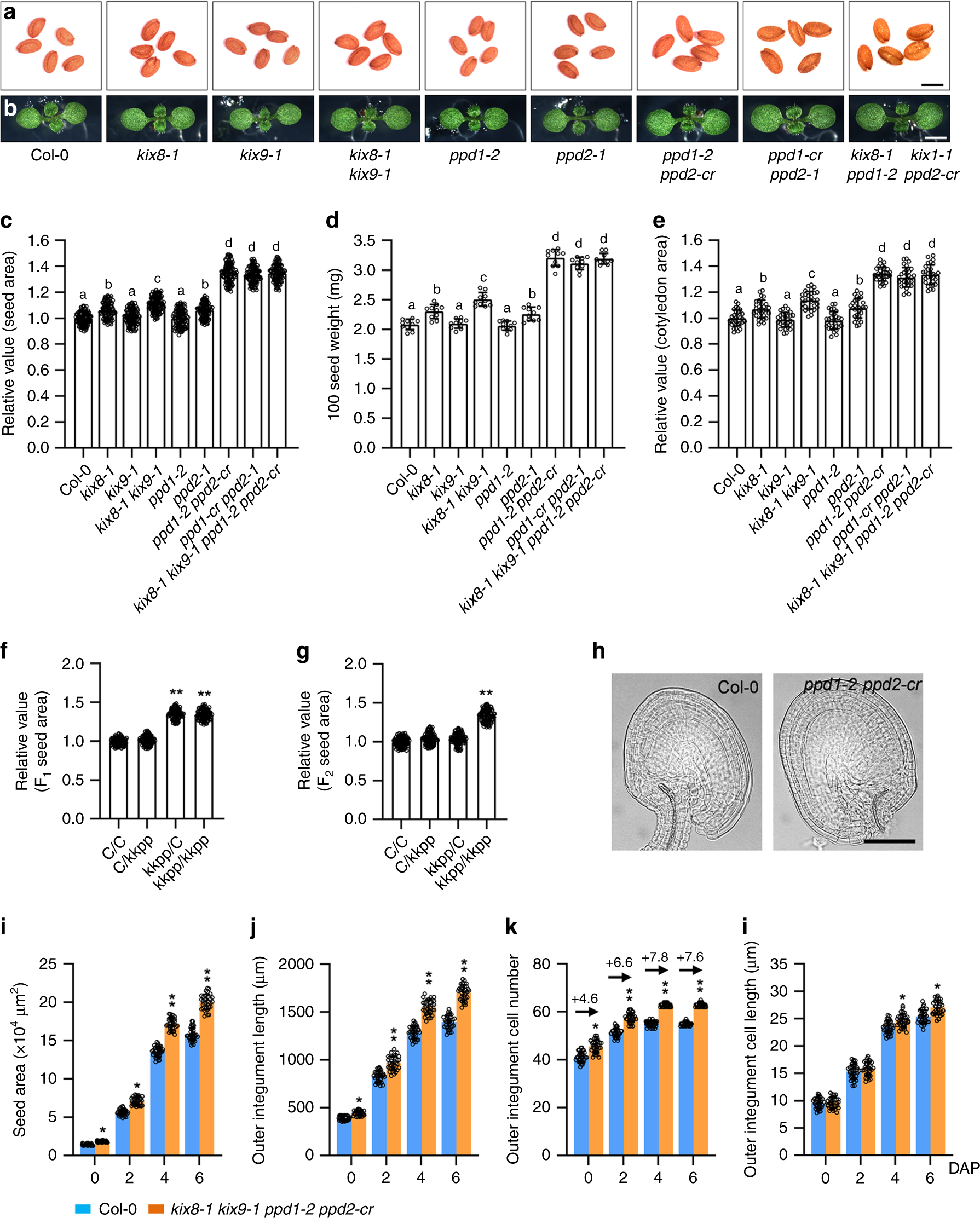 Transcriptional Repression Of Gif1 By The Kix Ppd Myc Repressor Complex Controls Seed Size In Arabidopsis Nature Communications
