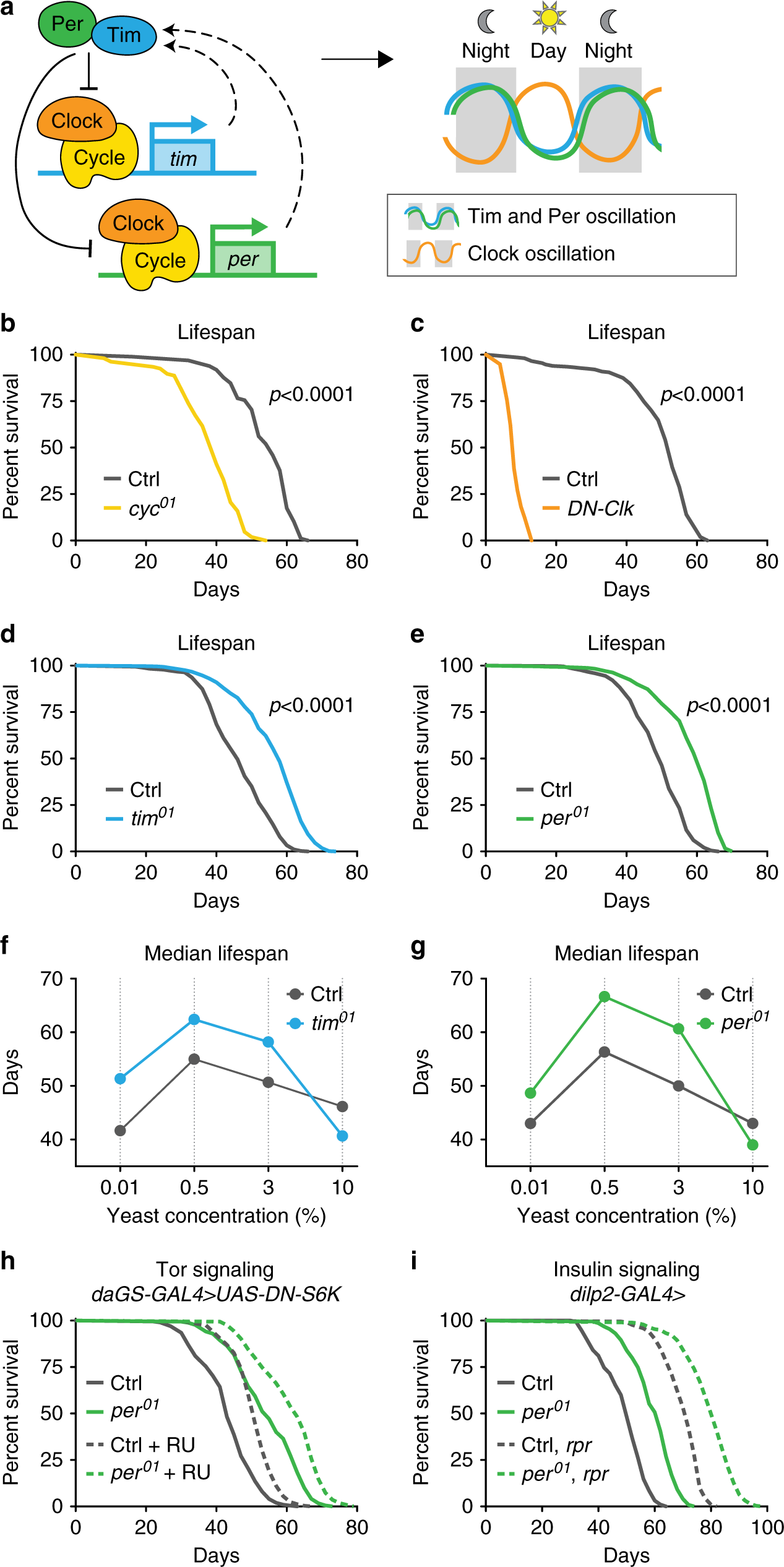 Circadian regulation of mitochondrial uncoupling and lifespan | Nature  Communications