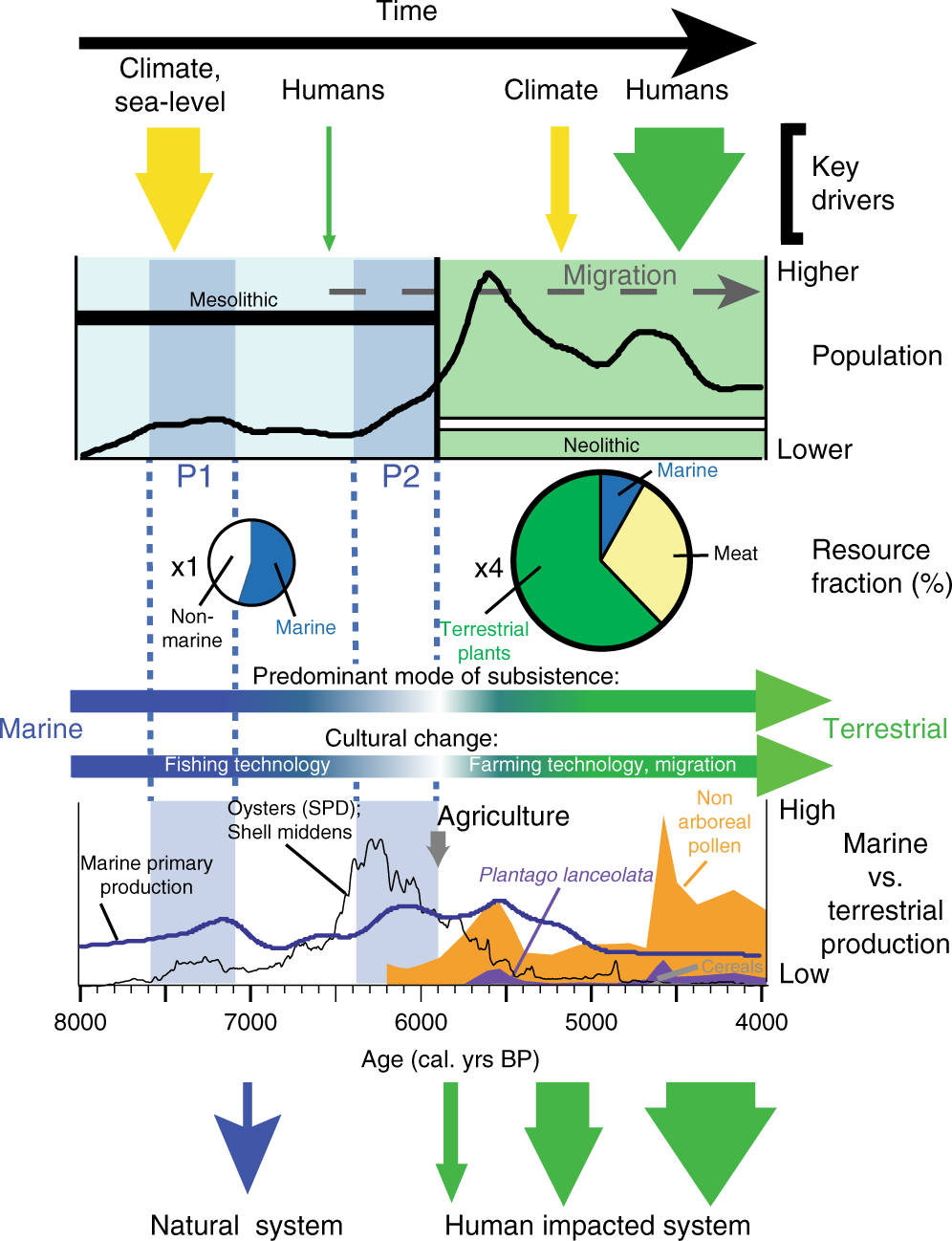 Relative size of Mesolithic and Neolithic populations are based on the four-fold difference in population in period P2 (ca. 6400–5900 BP; i.e. x1) and Neolithic (ca. 5900–4000 BP; i.e. x4) from the three Scandinavian population curves7 (Fig. 2f). Resource fraction represents the contributions of marine and terrestrial food sources to diet based on stable isotope measurements (δ13C, δ15N and δ2H) on Danish archaeological remains10, 47; n = 14 for Kongemose, n = 12 for Ertebølle, n = 42 for earlier Neolithic (ca. 5900–5000 BP) and n = 18 for later Neolithic (ca. 5000–4000 BP). For hydrogen n = 4 for Mesolithic and n = 8 for Neolithic. Anthropogenic impact on terrestrial (and coastal) systems increasingly supplants natural (e.g. climatic) variability as the dominant driver of ecosystem change under technological, socio-cultural (including migration) and demographic development in the Neolithic as reliance on marine resources diminishes.