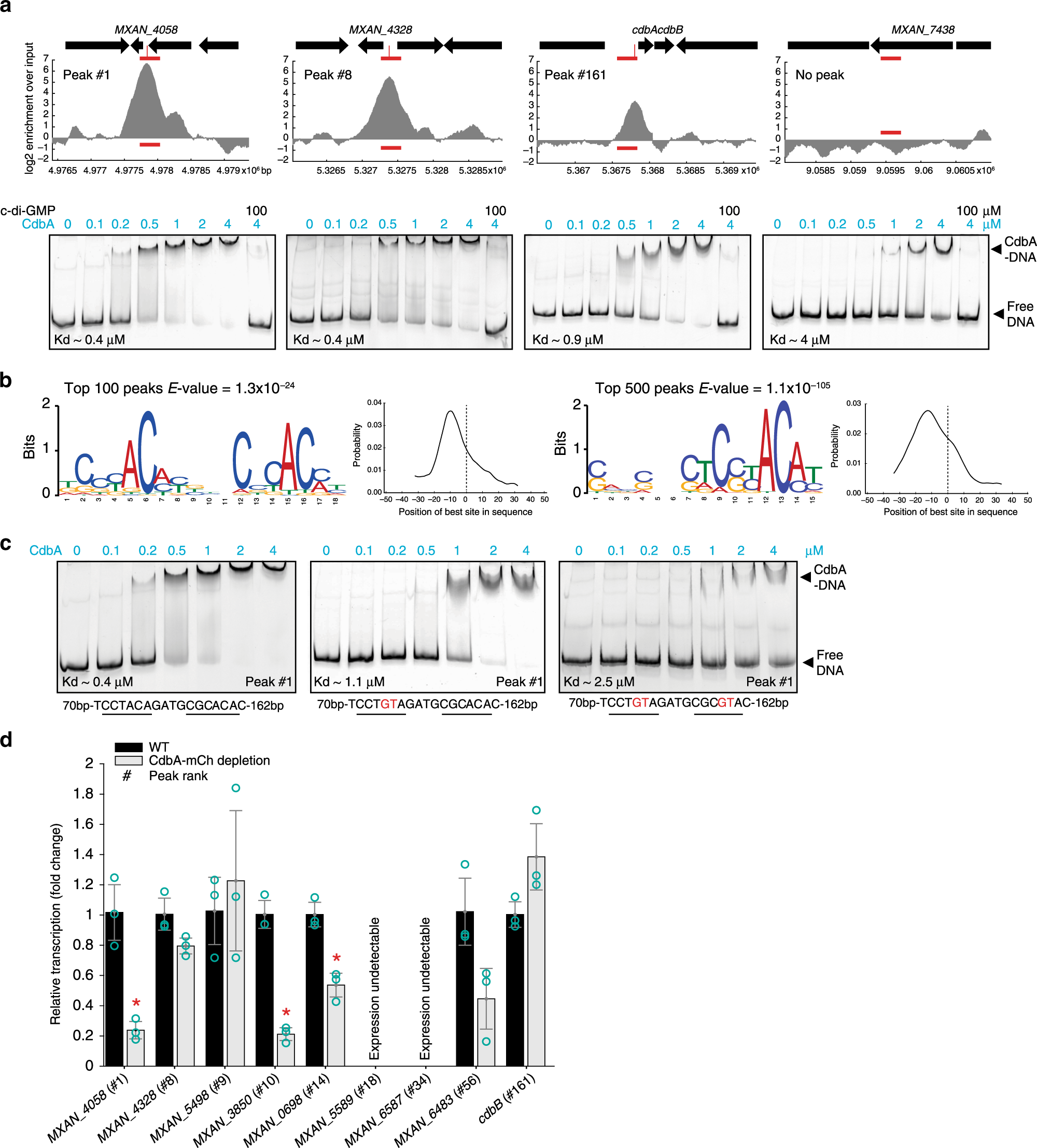 Fig. 6: CdbA binds DNA in a moderately sequence-specific manner.