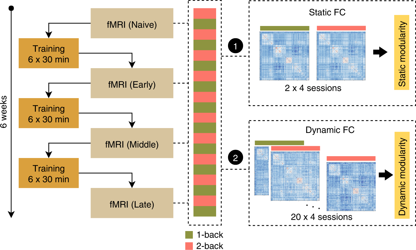 Dynamic reconfiguration of functional brain networks during working memory  training | Nature Communications