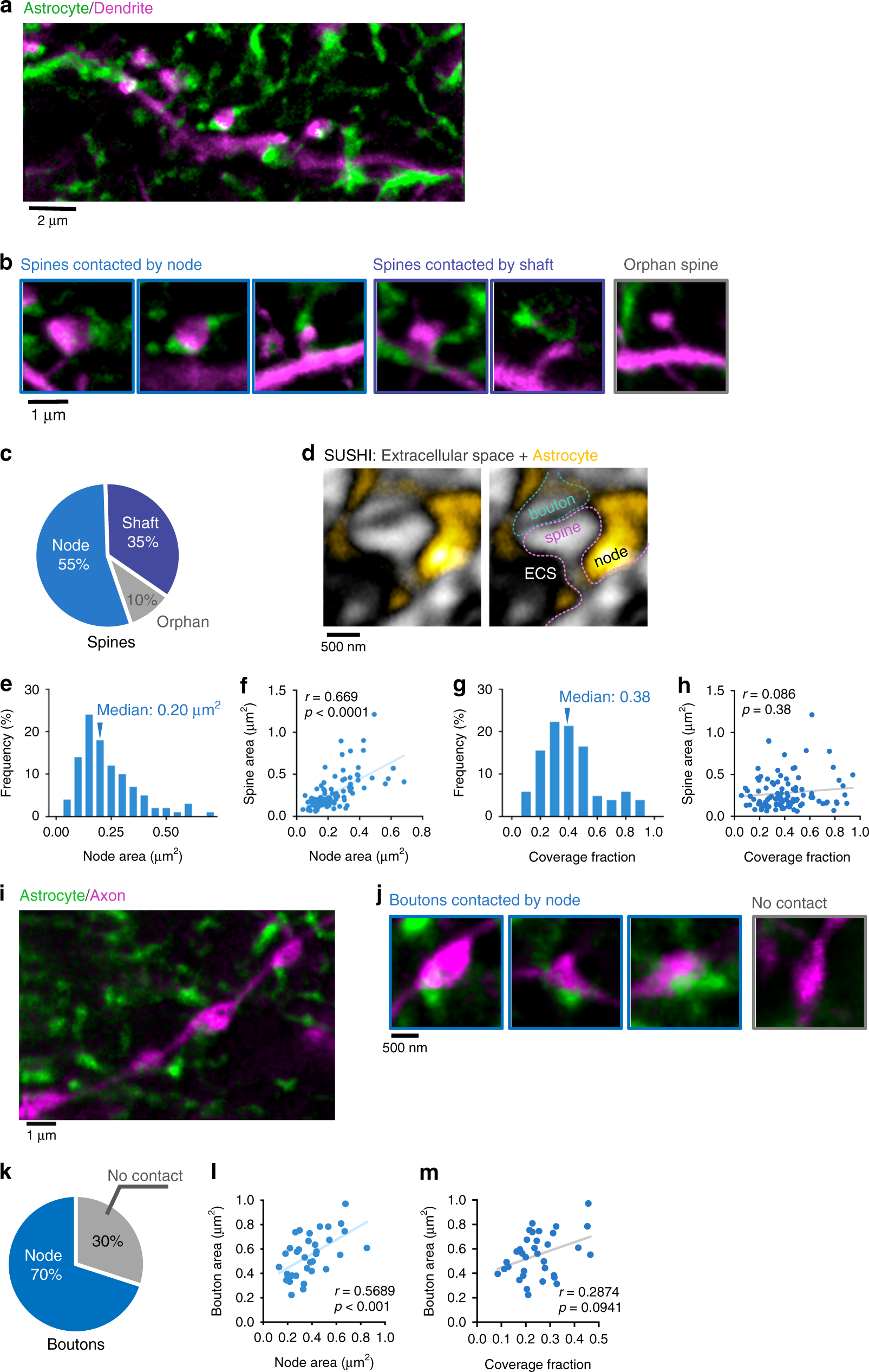 Fig. 3: Majority of spines are contacted by nodes.