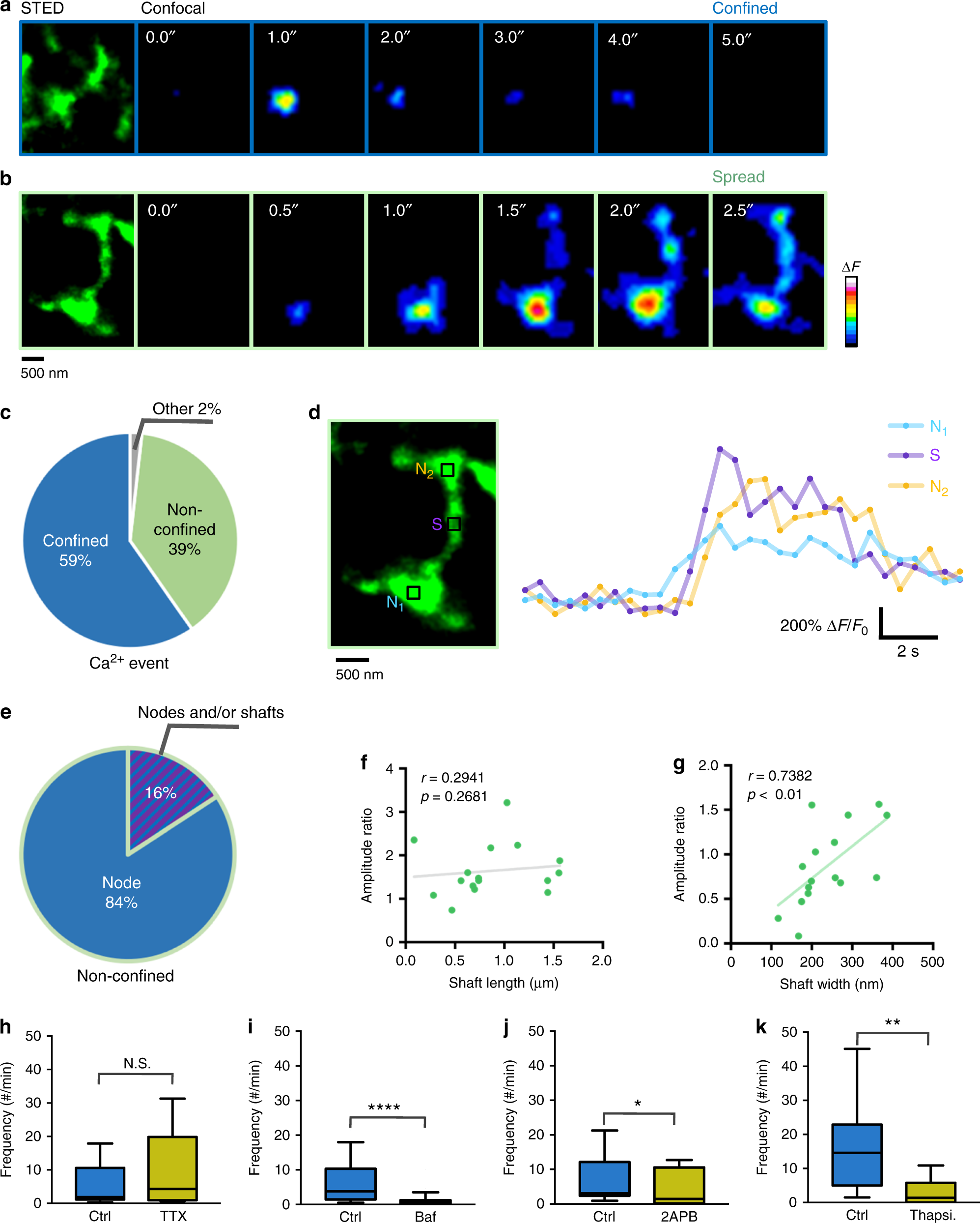 Fig. 7: Nodes are sites of initiation of Ca2+ signals in astrocytic processes.