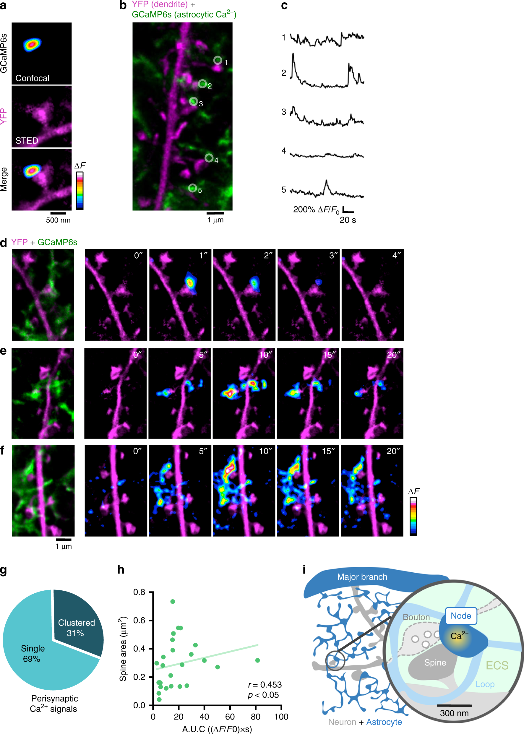 Fig. 8: Astrocytic nodes are likely functional component of excitatory tripartite synapses.