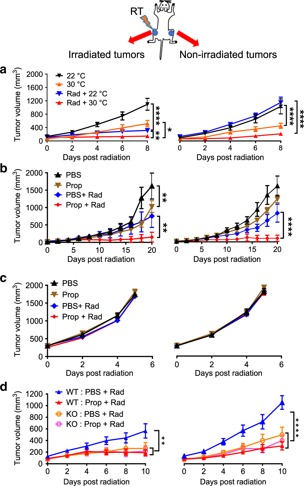 Fig. 1: Reduction in β2-adrenergic signaling enhances the abscopal effect in a CT26 colon carcinoma model.