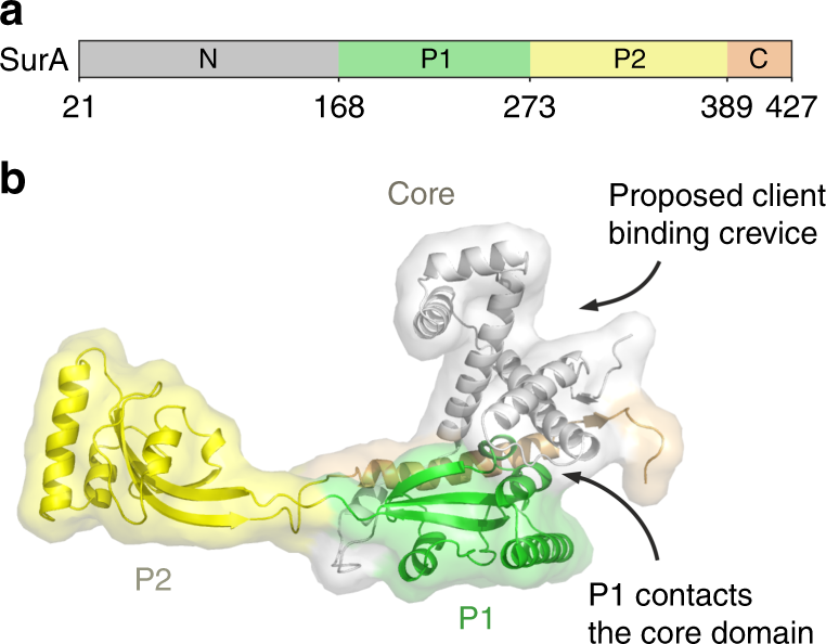 Inter Domain Dynamics In The Chaperone Sura And Multi Site Binding To Its Outer Membrane Protein Clients Nature Communications
