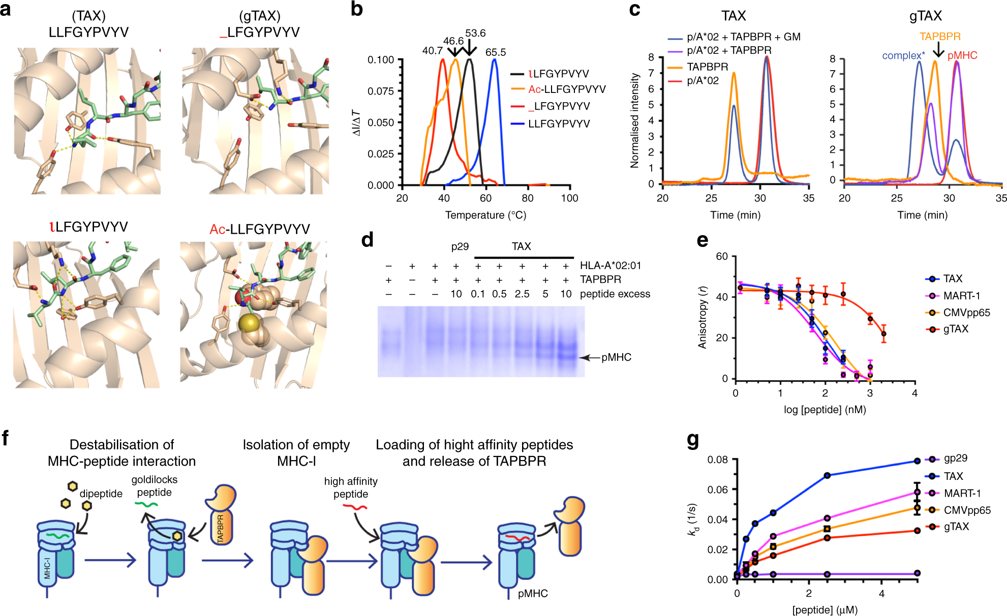 Fig. 3: Capturing empty HLA-A*02:01/TAPBPR complexes for peptide exchange.