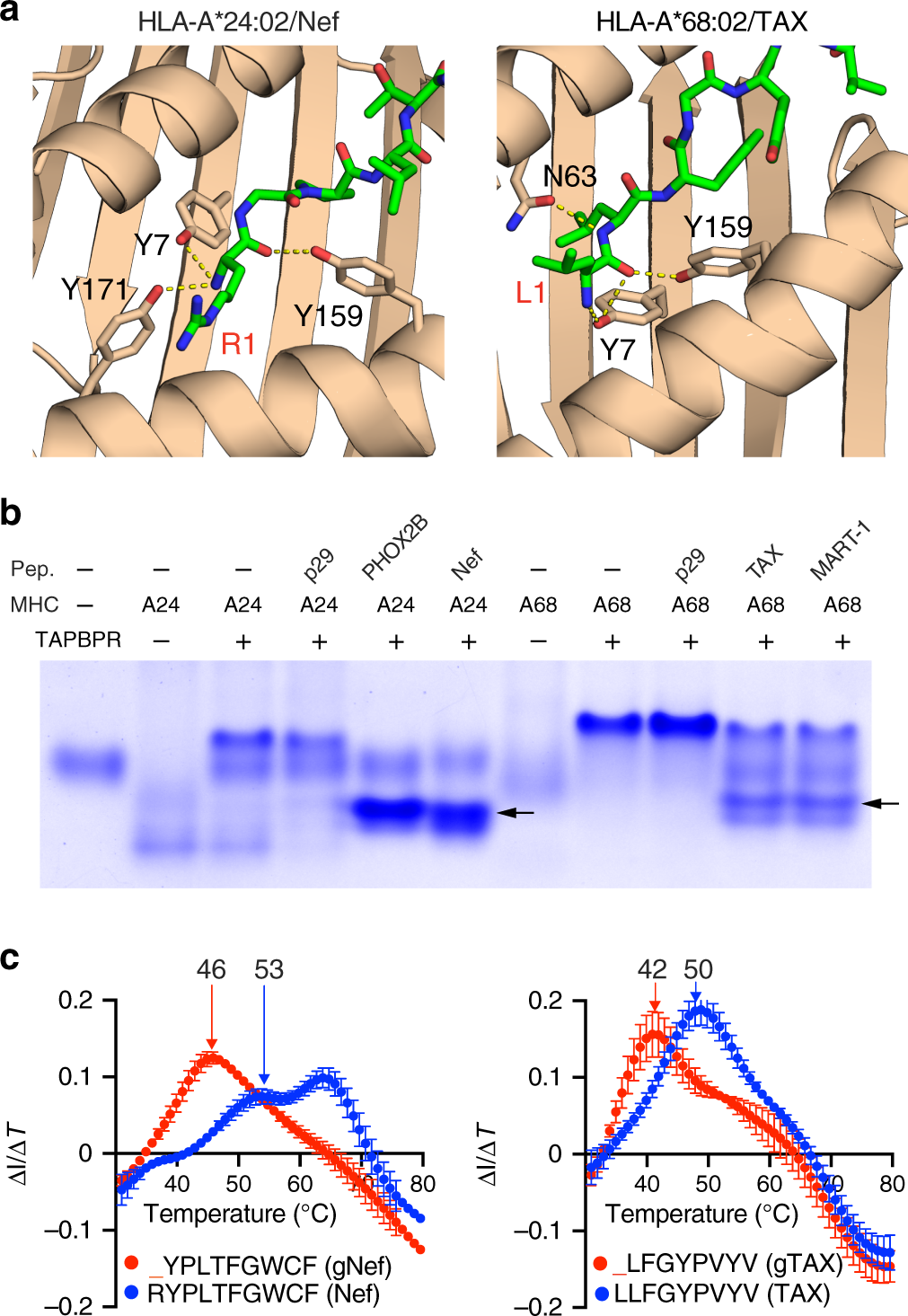 Fig. 4: TAPBPR-mediated peptide exchange on HLA-A*24:02 and HLA-A*68:02.