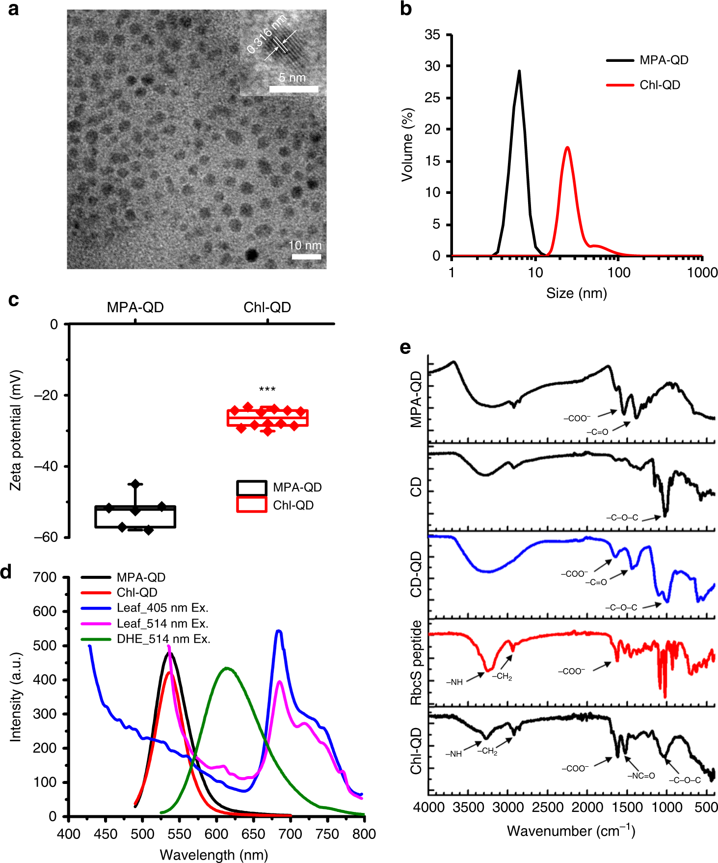 Fig. 2: Design and characterization of multifunctional quantum dots with chloroplast guiding peptide.