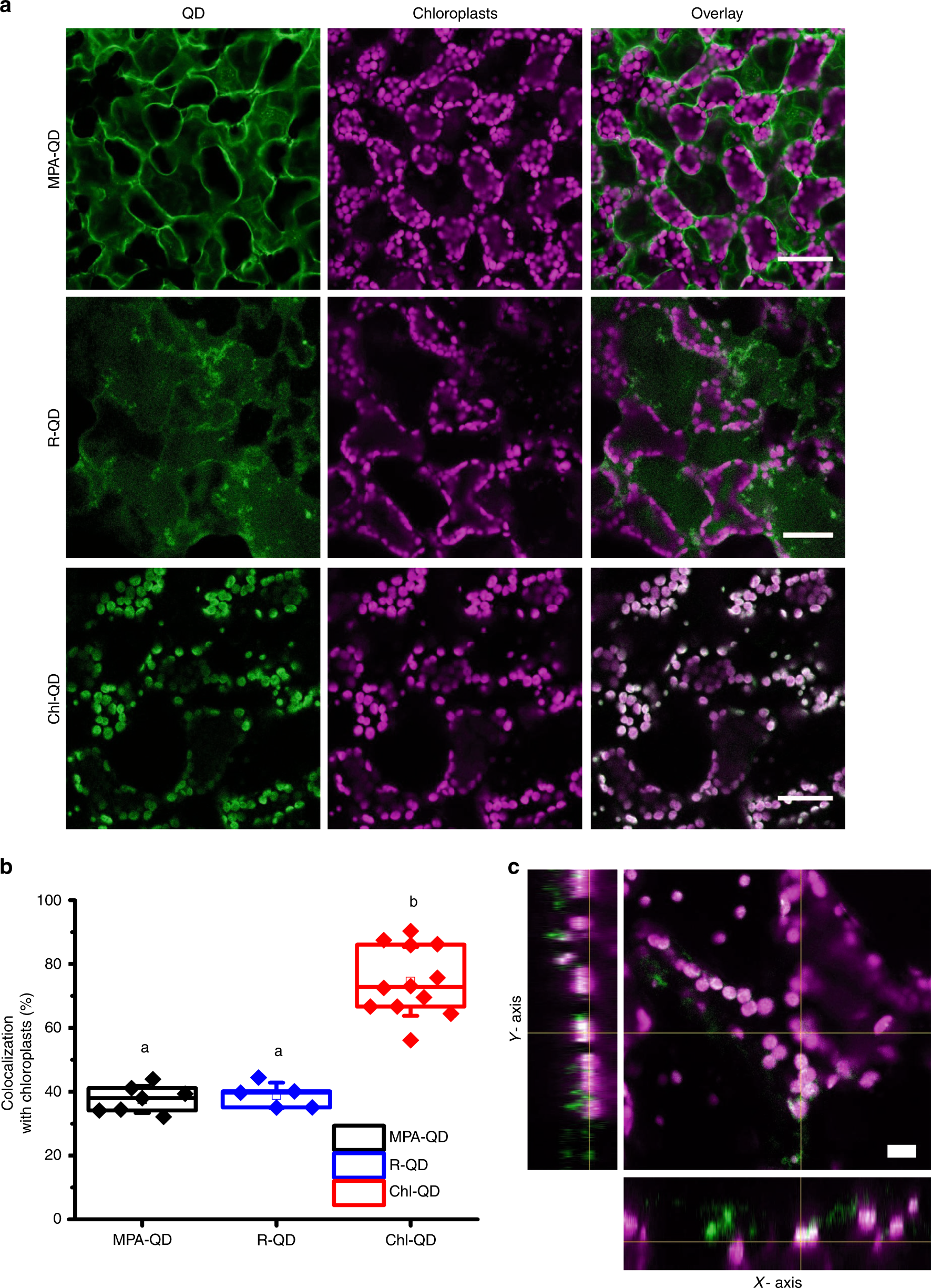 Fig. 3: Targeted delivery of quantum dots to chloroplasts of Arabidopsis leaf mesophyll cells.