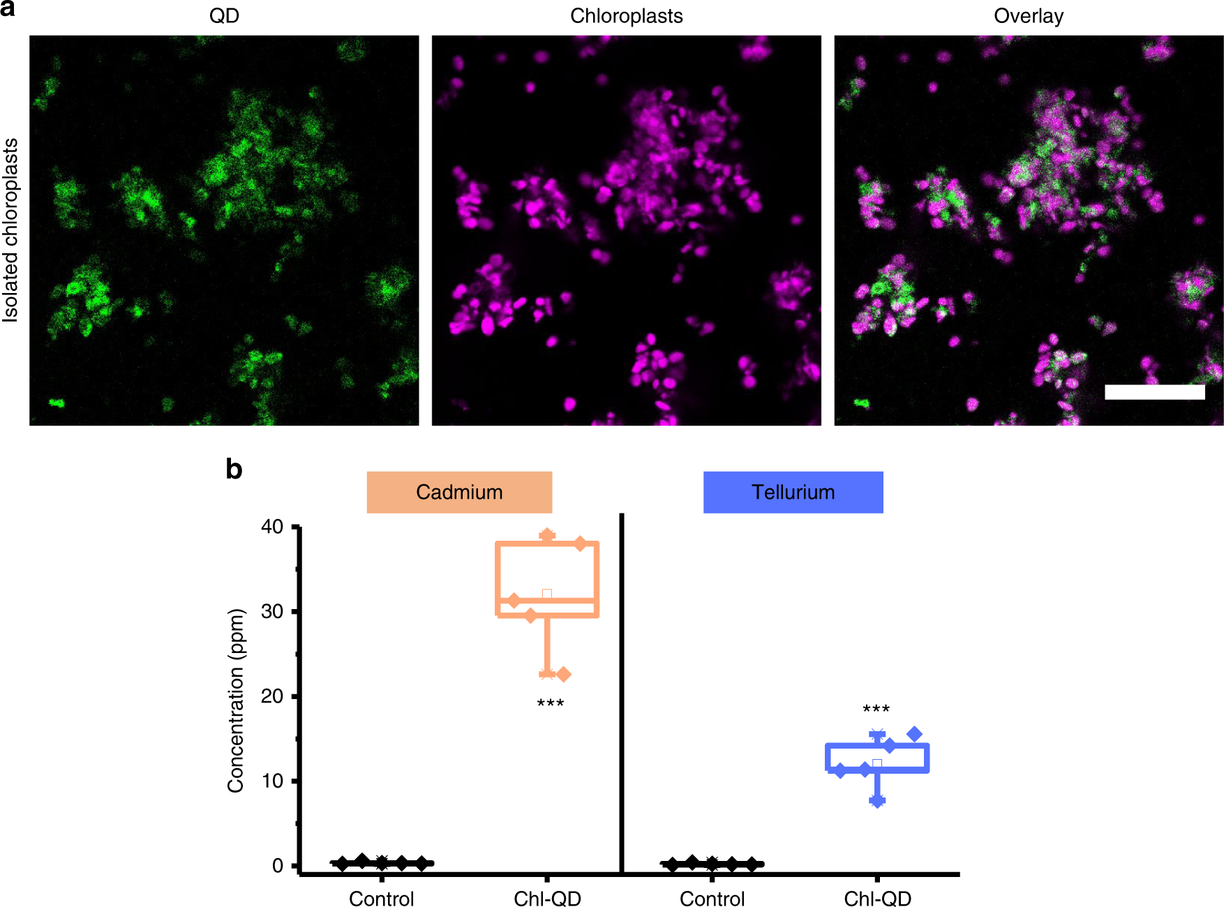 Fig. 4: Detection of quantum dots in isolated chloroplasts by confocal microscopy and inductively coupled plasma mass spectrometry (ICP-MS).