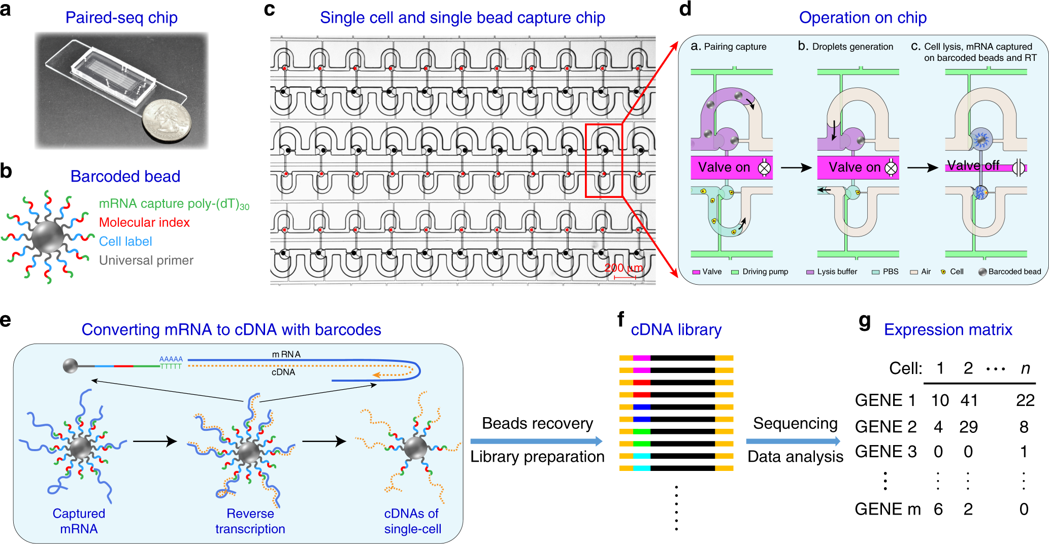 Highly parallel and efficient single cell mRNA sequencing with paired  picoliter chambers | Nature Communications