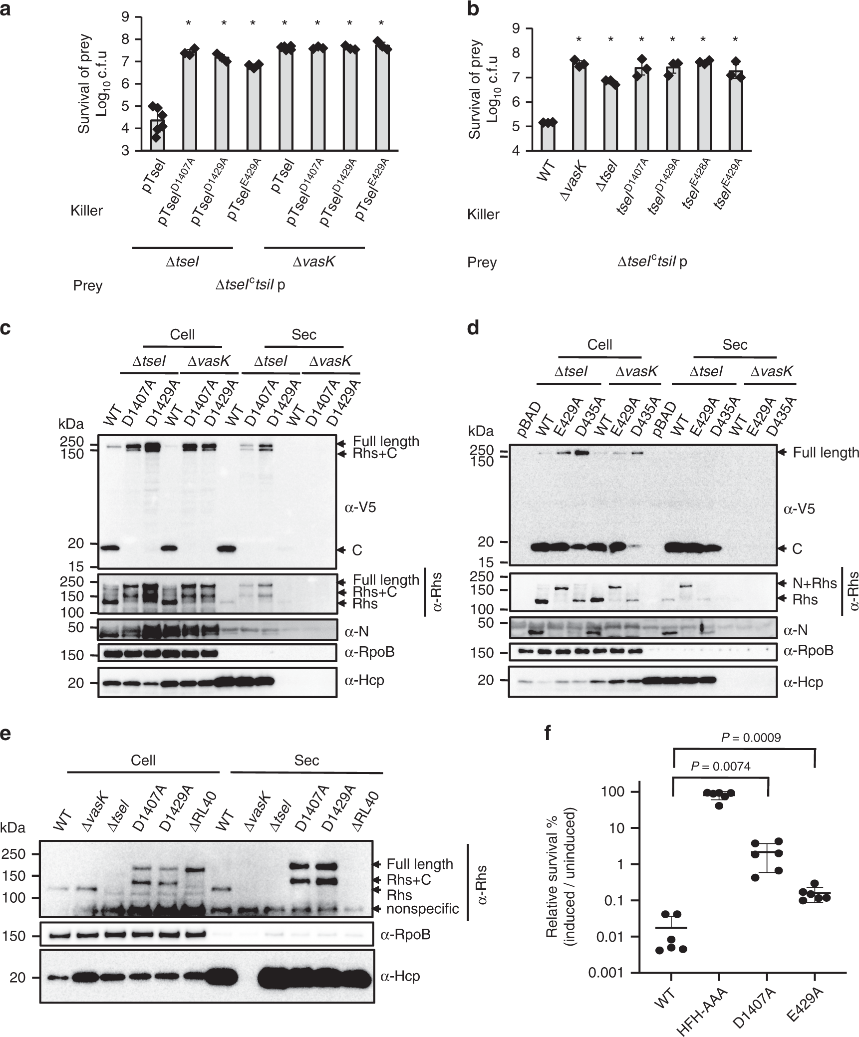 Fig. 3: Effects of self-cleavage on TseI functions.