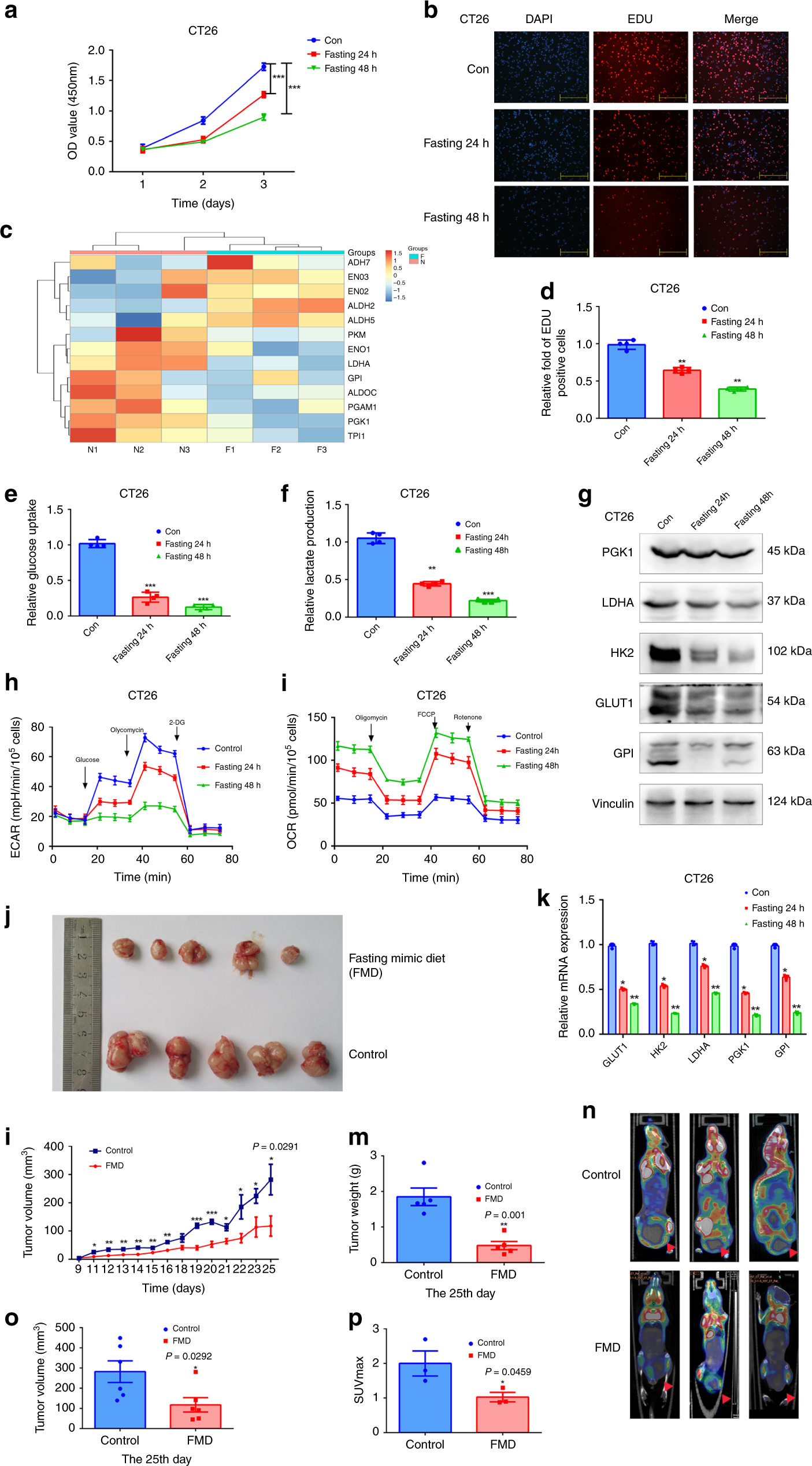 Fig. 1: Fasting impairs glycolysis and proliferation of CT26 cells in vitro and in vivo.