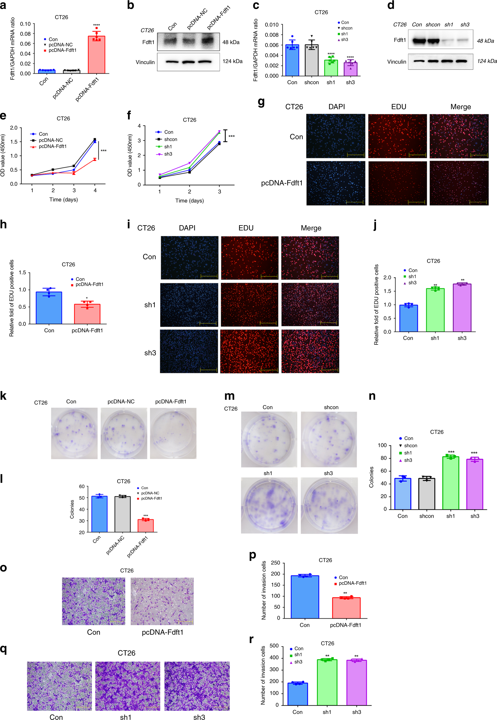 Fig. 3: FDFT1 negatively regulates the proliferation of CRC cells.