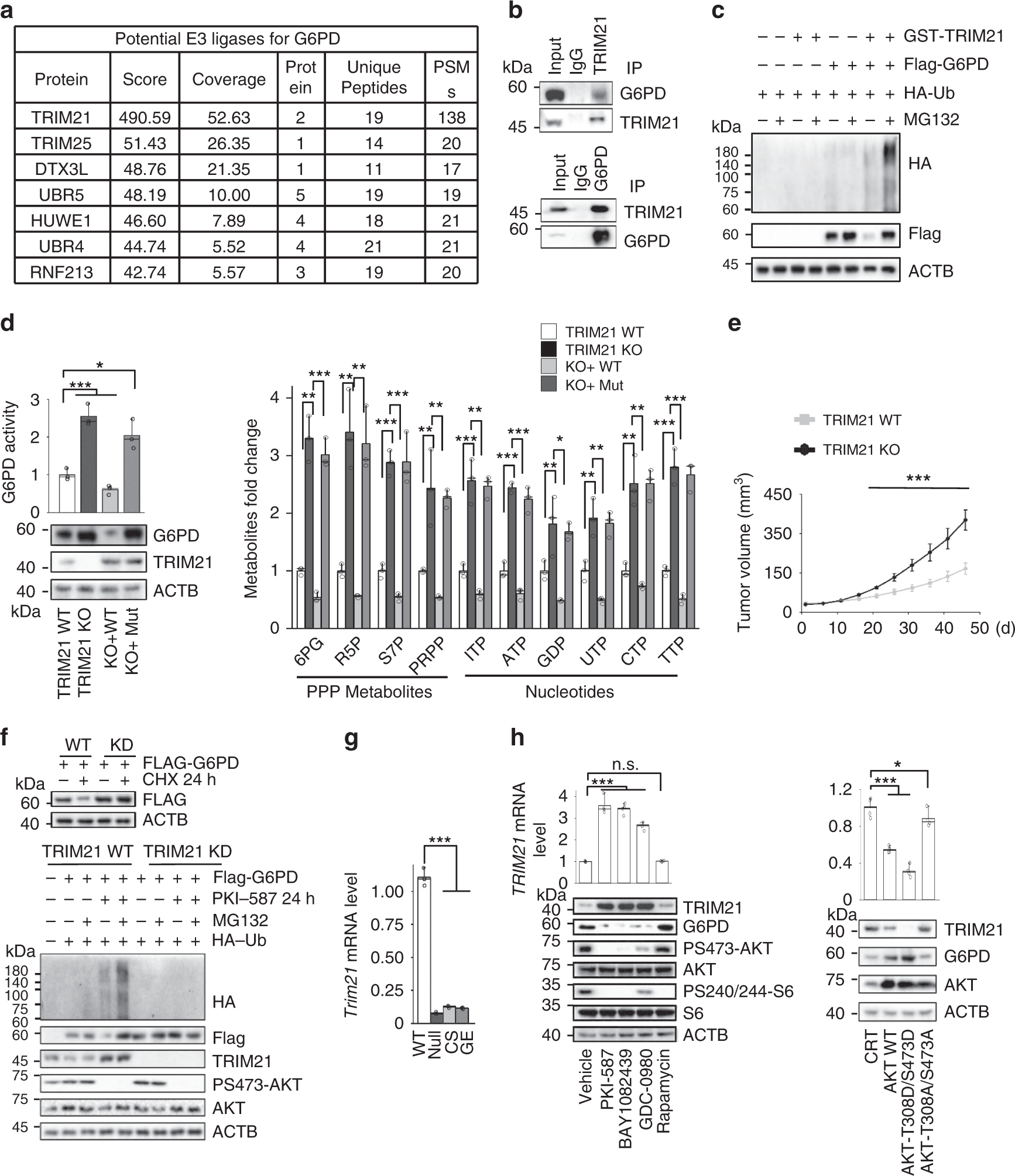 Fig. 3: TRIM21 is responsible for PI3K/AKT-regulated G6PD stability.
