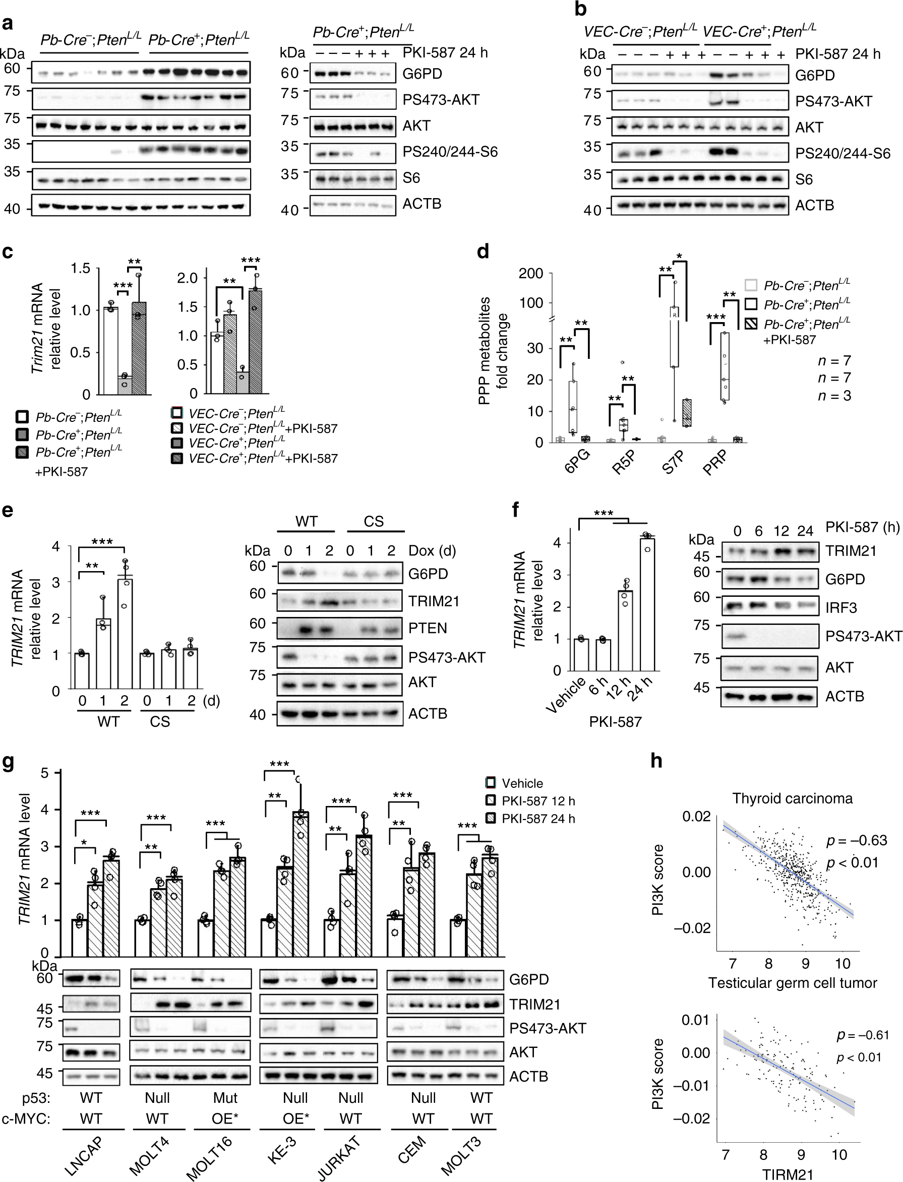 Fig. 4: PI3K/AKT regulates TRIM21 and PPP in vivo and in human cancers.